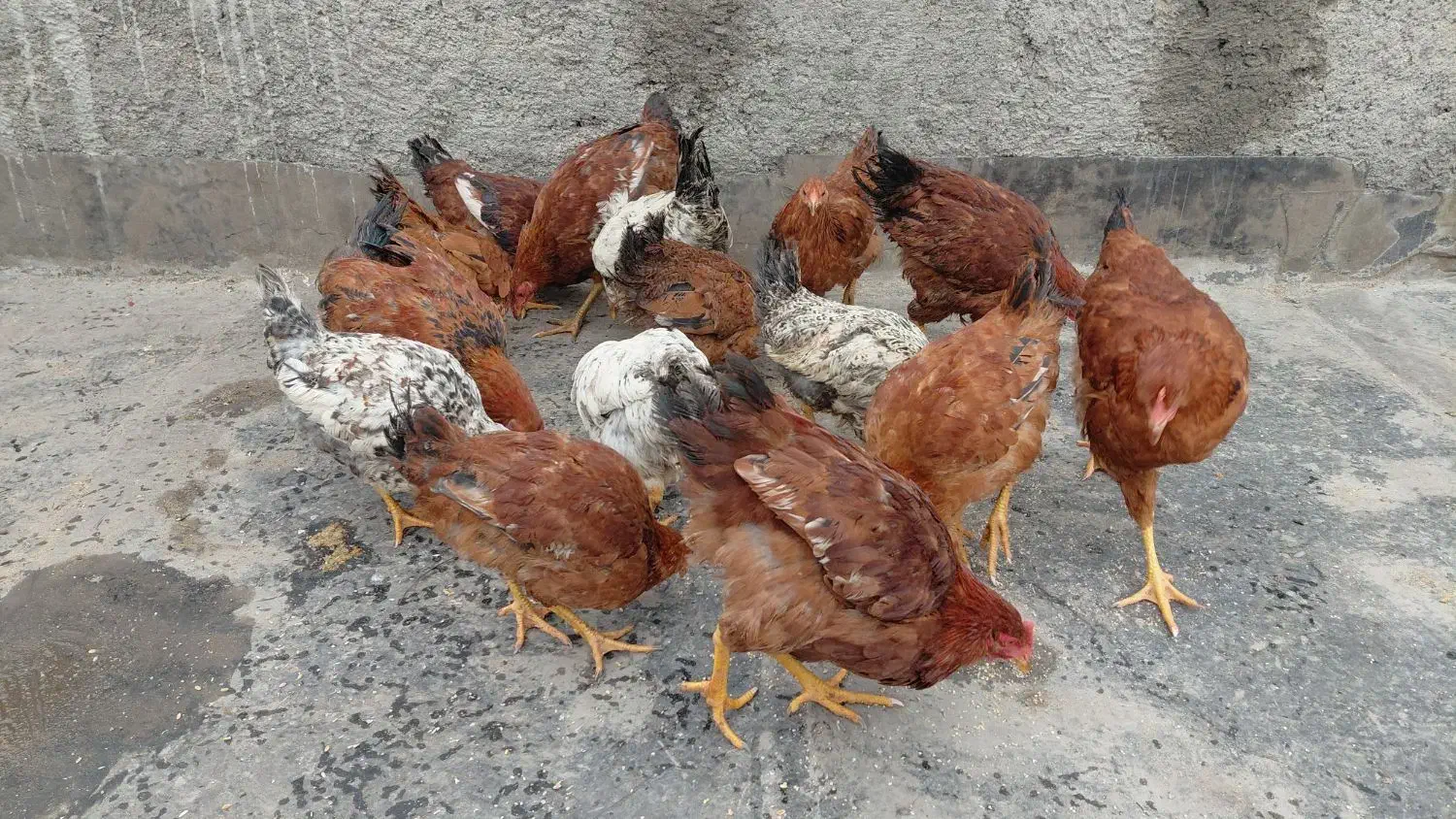 جوجه خروس و مرغ|حیوانات مزرعه|مشهد, یاس|دیوار