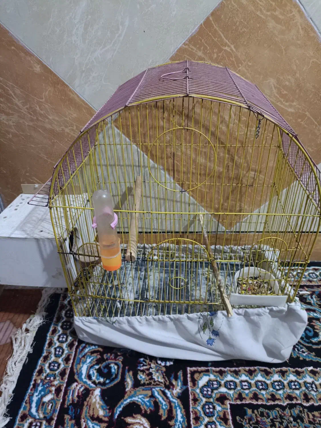 طوطی برزیلی|پرنده|شوش, |دیوار