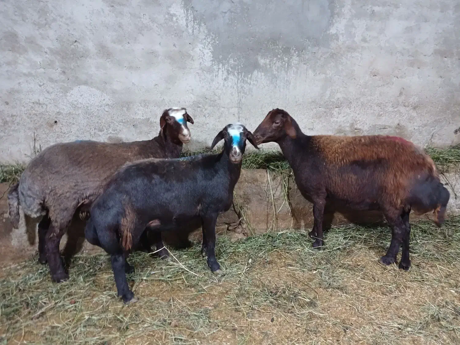 انواع گوسفند های چاق کشتاری|حیوانات مزرعه|بروجرد, |دیوار