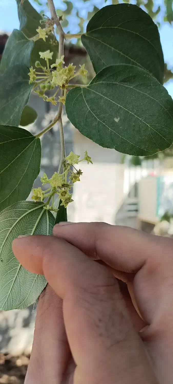 کار کسی نداره|فعالیت داوطلبانه|کازرون, |دیوار