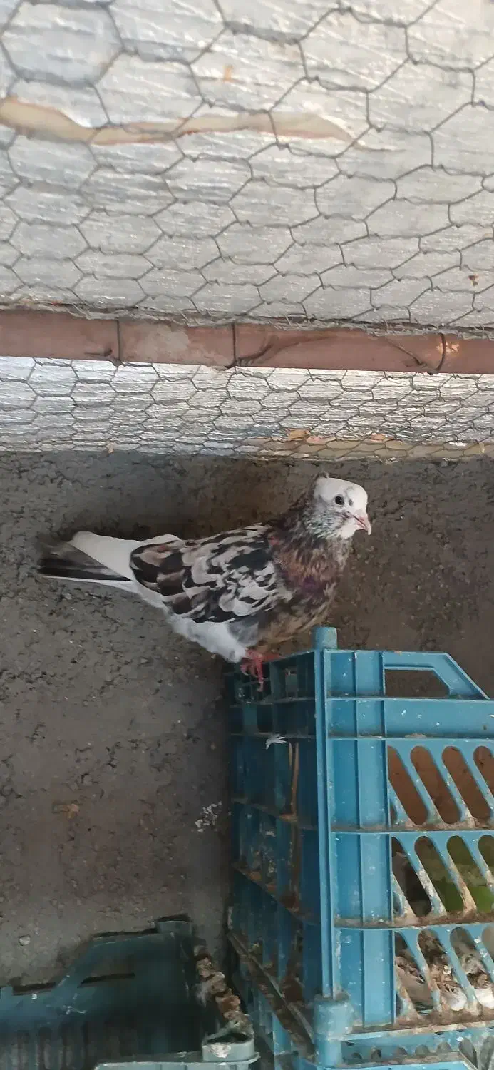 شازده وهما|حیوانات|چهاردانگه (تهران), |دیوار