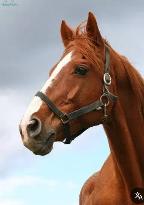 فروش اسب|حیوانات مزرعه|خفر, |دیوار