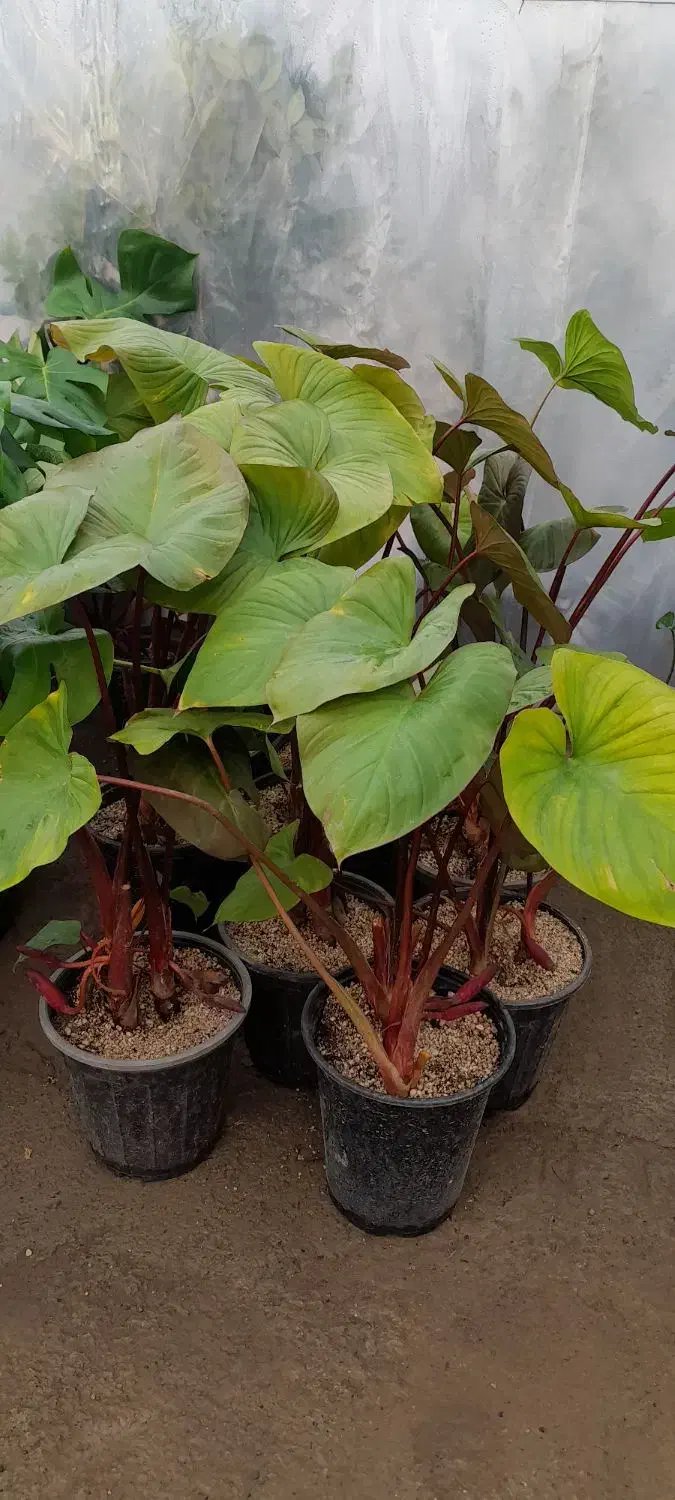 گلهایآپارتمانی|گل و گیاه طبیعی|اسلامشهر, شاطره|دیوار