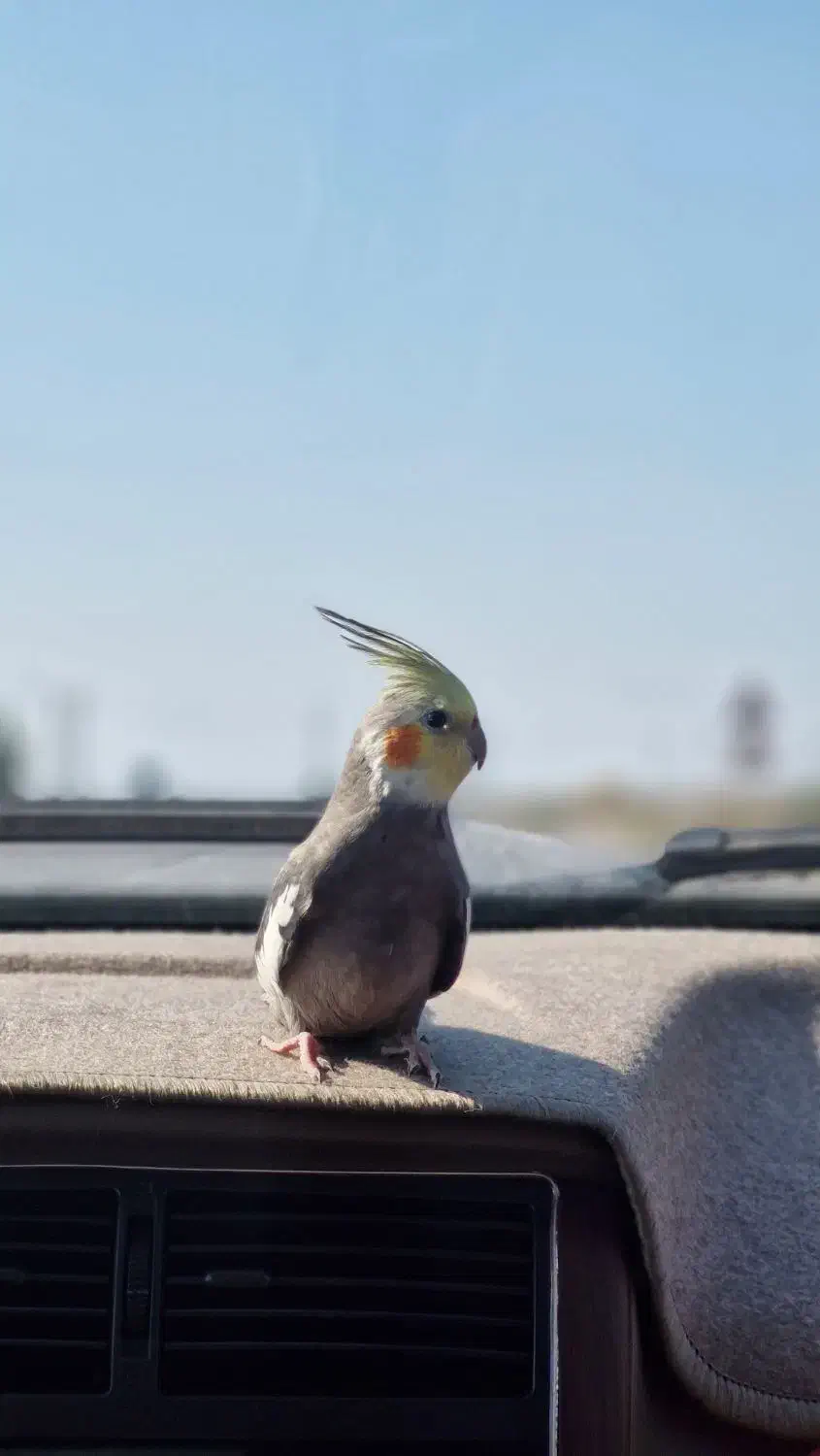 عروس هلندی گمشده|پرنده|فرح آباد, |دیوار