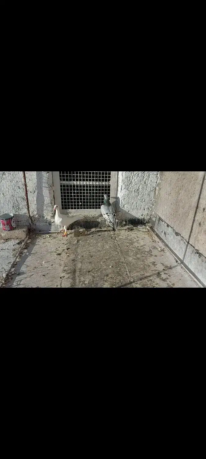 کبوتر هفترنگ و سفید|پرنده|ضیاء آباد, |دیوار