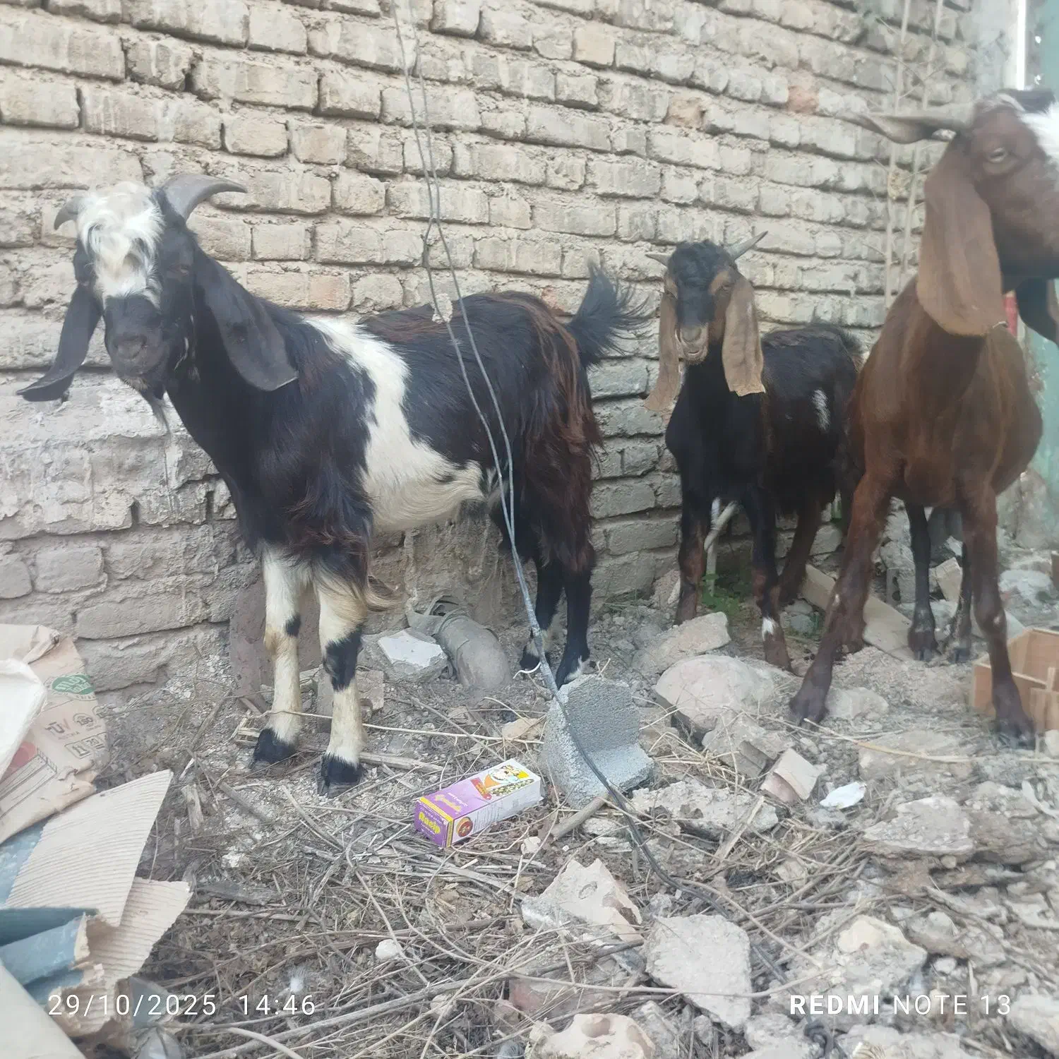 بز سه قلو زا ابستن و بزغاله های نر چوش چبش|حیوانات مزرعه|تاتار علیا, |دیوار