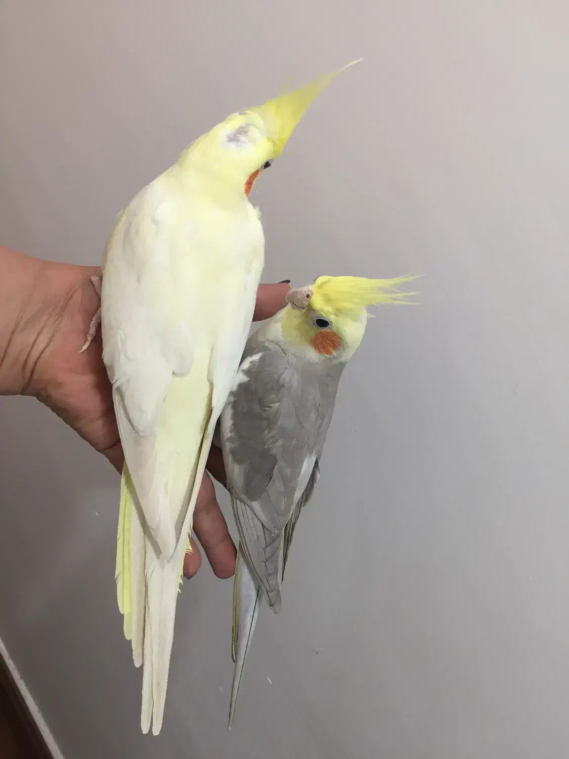 جفت نروماده سلامت و اماده ب تخم|پرنده|بوشهر, |دیوار