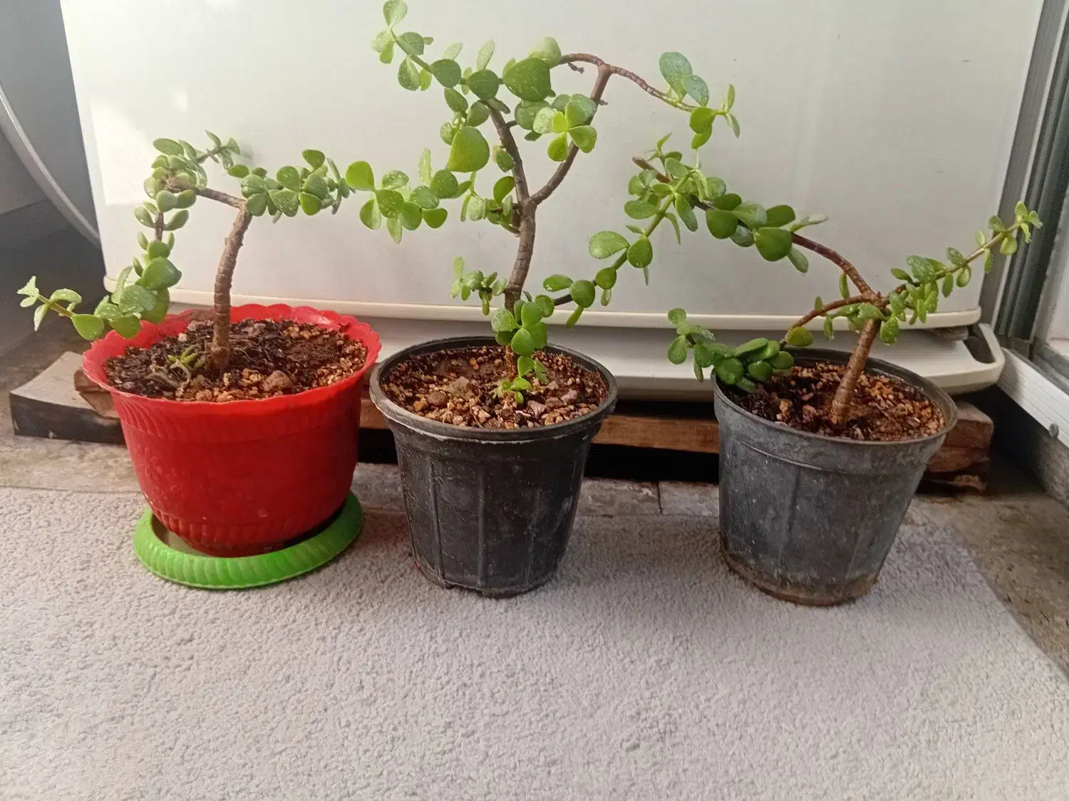 گل اشک|گل و گیاه طبیعی|محمدیه-قزوین, |دیوار