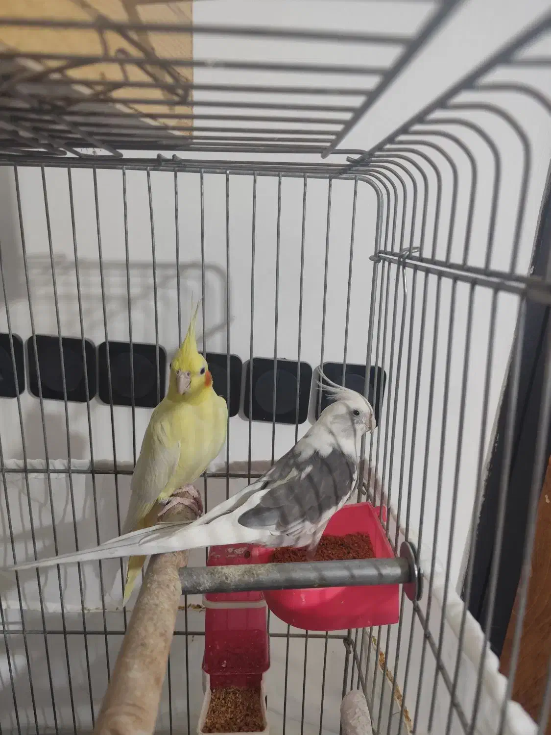 عروس هلندی مولد بی نظیر|پرنده|صباشهر, |دیوار