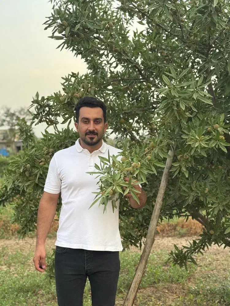 فروش نهال بادام تونو|خدمات باغبانی و درختکاری|سامان, |دیوار