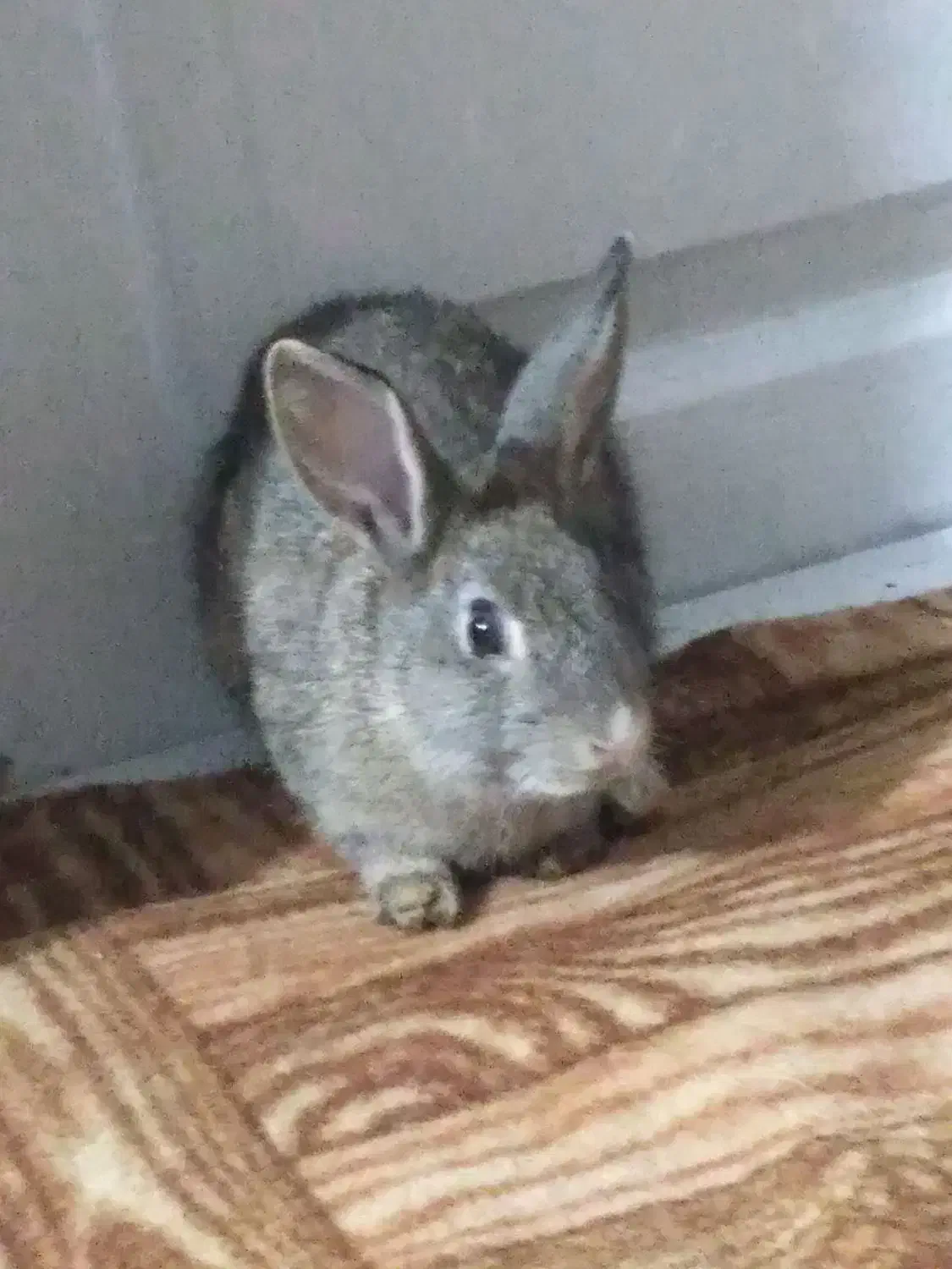 خرگوش مشگی و قوای وسفید برای فروش|موش و خرگوش|اسالم, |دیوار