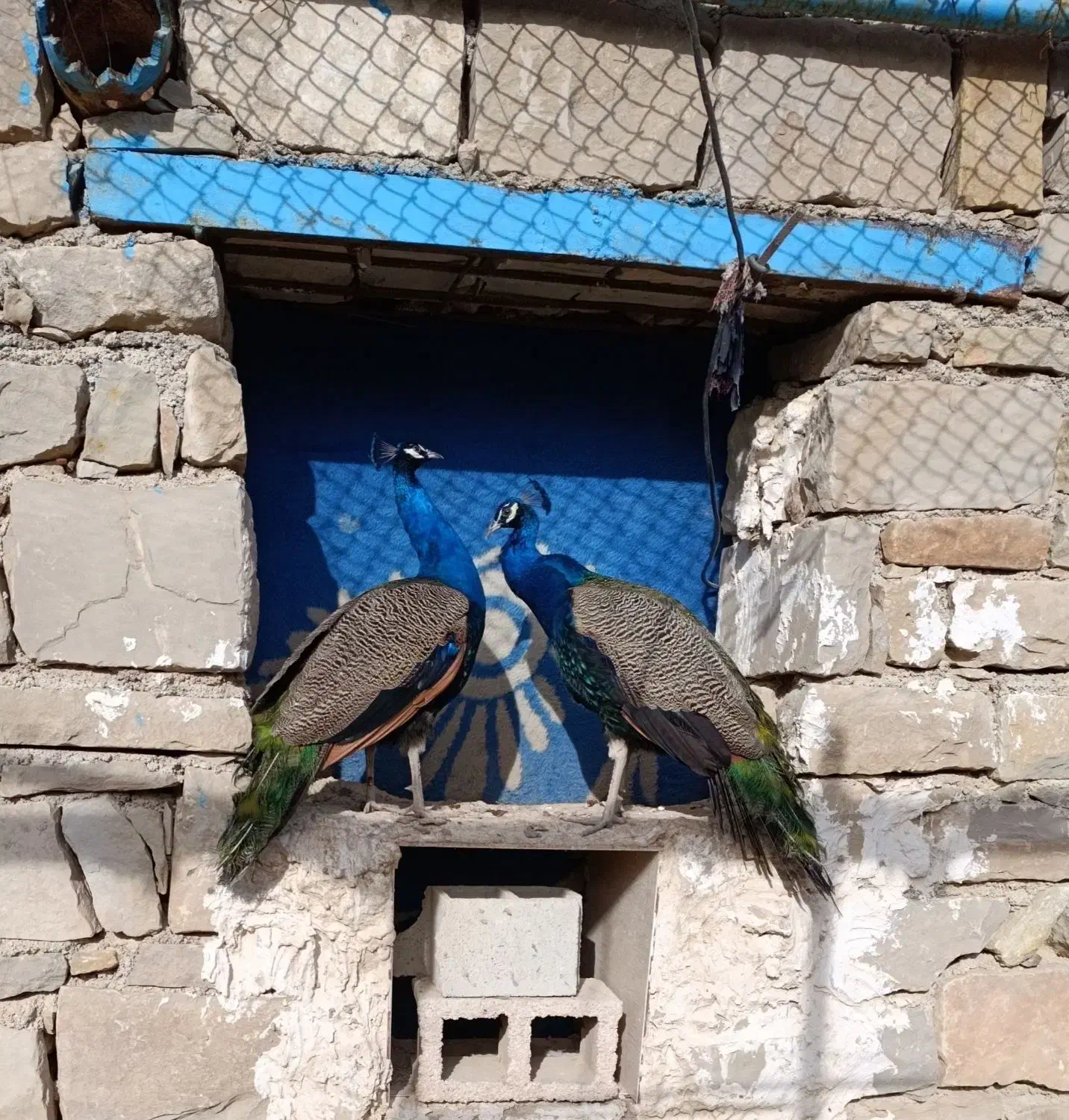 طاووس|پرنده|مسجد سلیمان, |دیوار