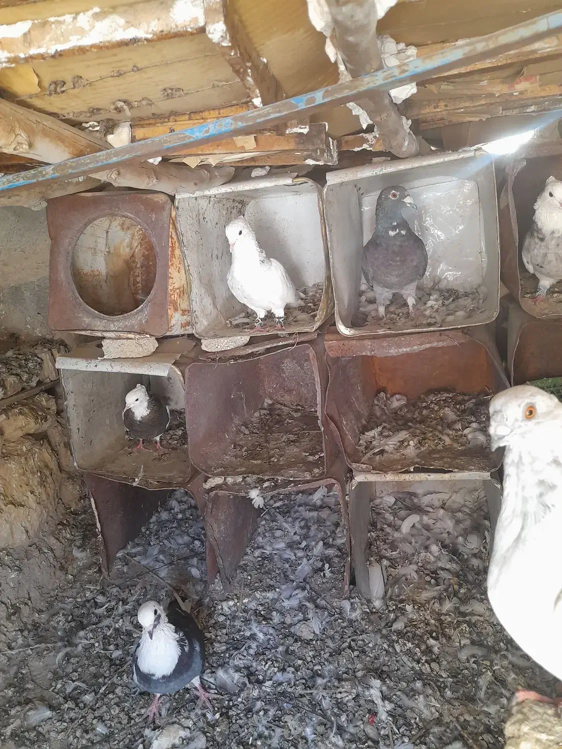 طوقی|پرنده|میمند, |دیوار