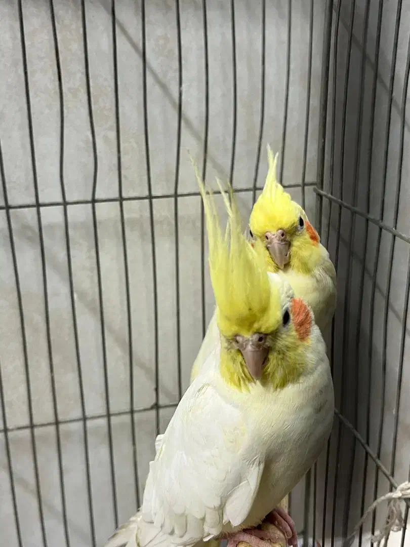 یکجفت عروس هلندی|پرنده|یزد, |دیوار