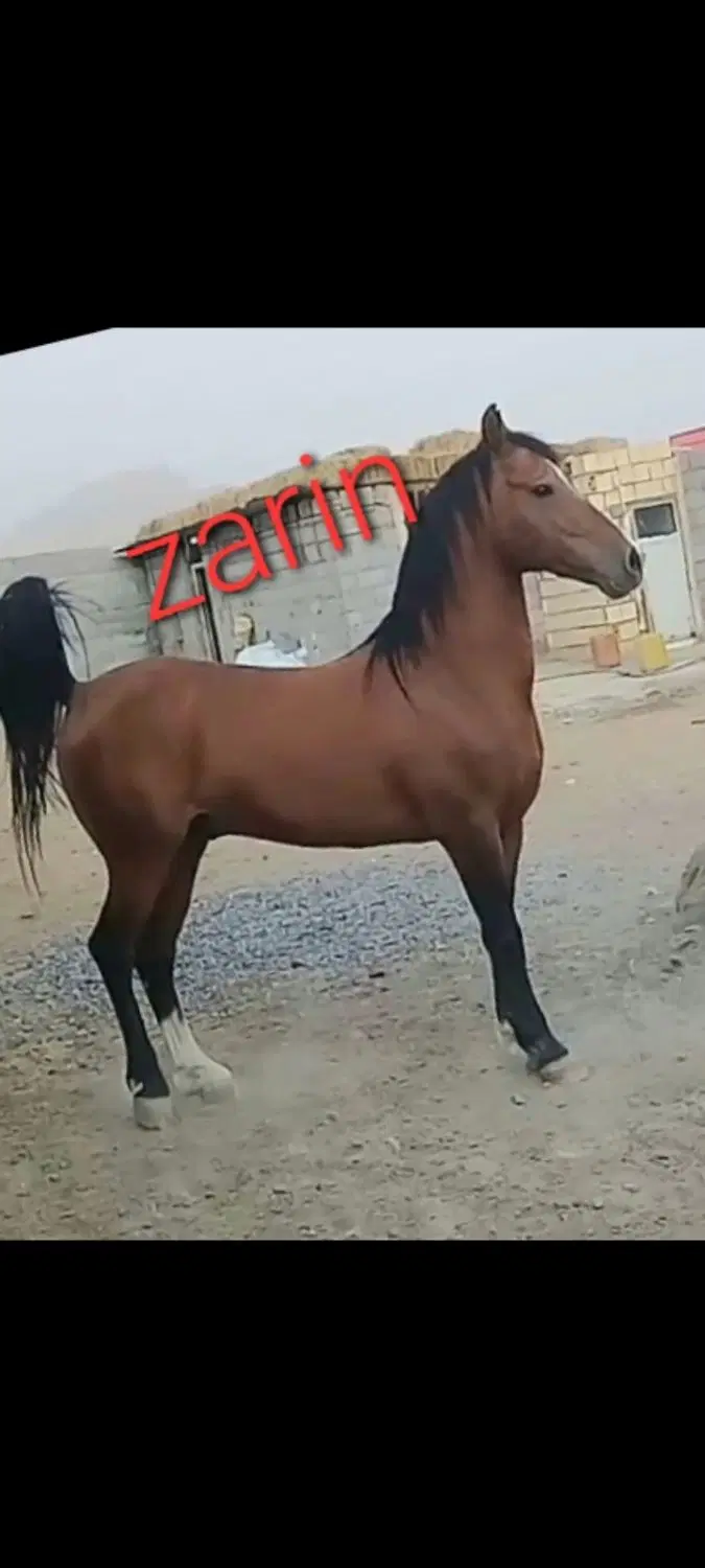 اسب|اسب و تجهیزات اسب‌سواری|ابریشم, |دیوار