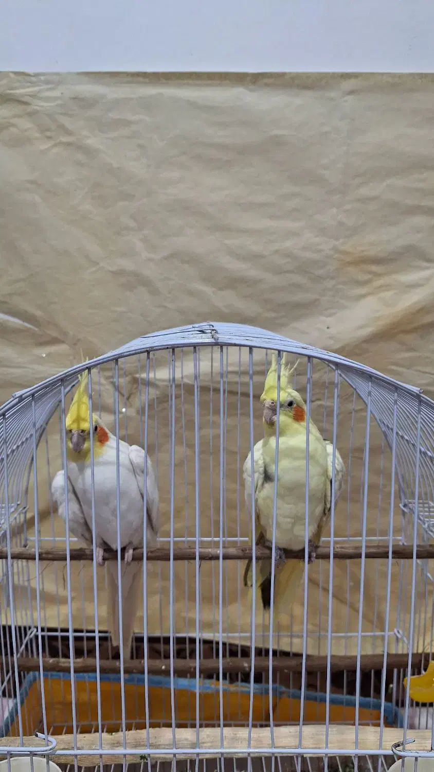 طوطی عروس|پرنده|املش, |دیوار