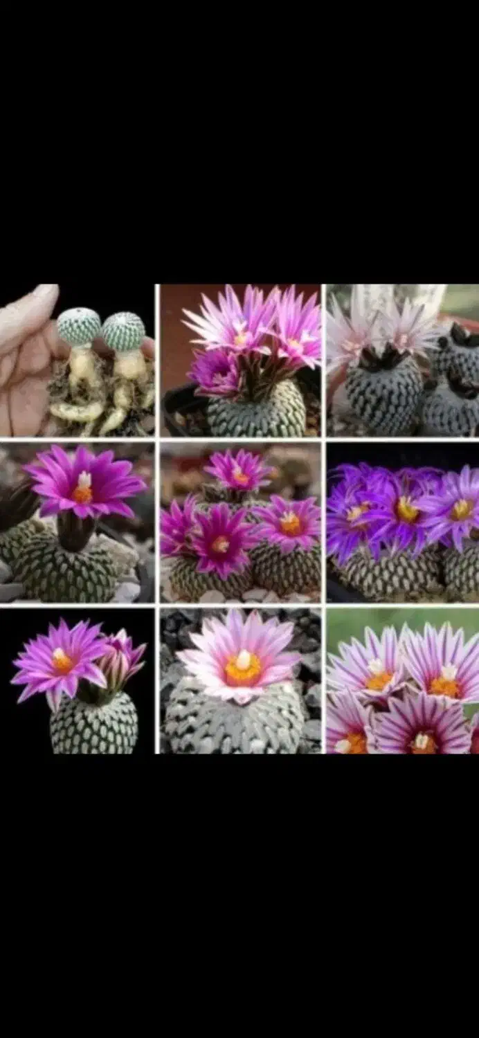 انواع و اقسام کاکتوس های گلدار و پیوندی|گل و گیاه طبیعی|رشت, خرسندی|دیوار