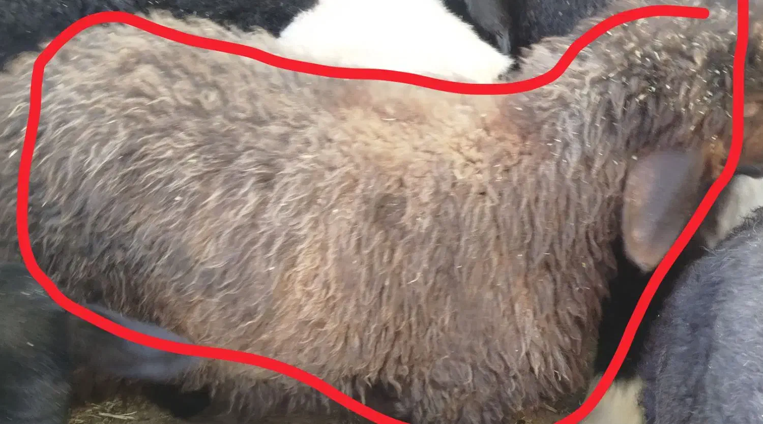 دو عدد بره برا فروش|حیوانات مزرعه|دهدشت, |دیوار