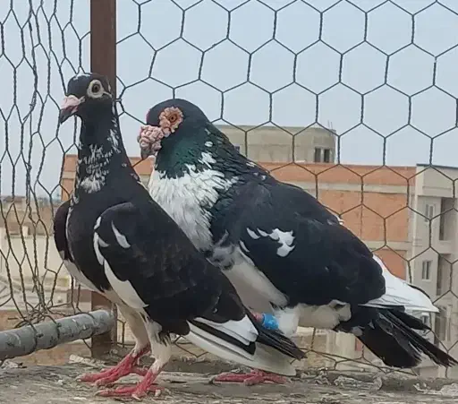 کبوتر پلنگی سیاه|پرنده|گنبد کاووس, |دیوار