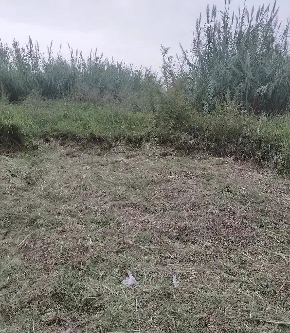 برش درخت وعلف زنی و هرس|خدمات باغبانی و درختکاری|رشت, توشیبا|دیوار