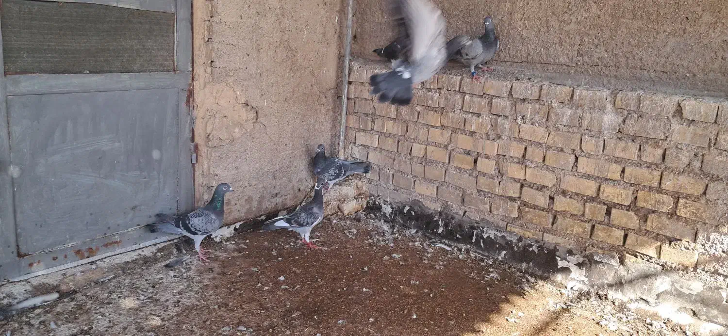 جوجه پلاکی|پرنده|خرمشهر, |دیوار