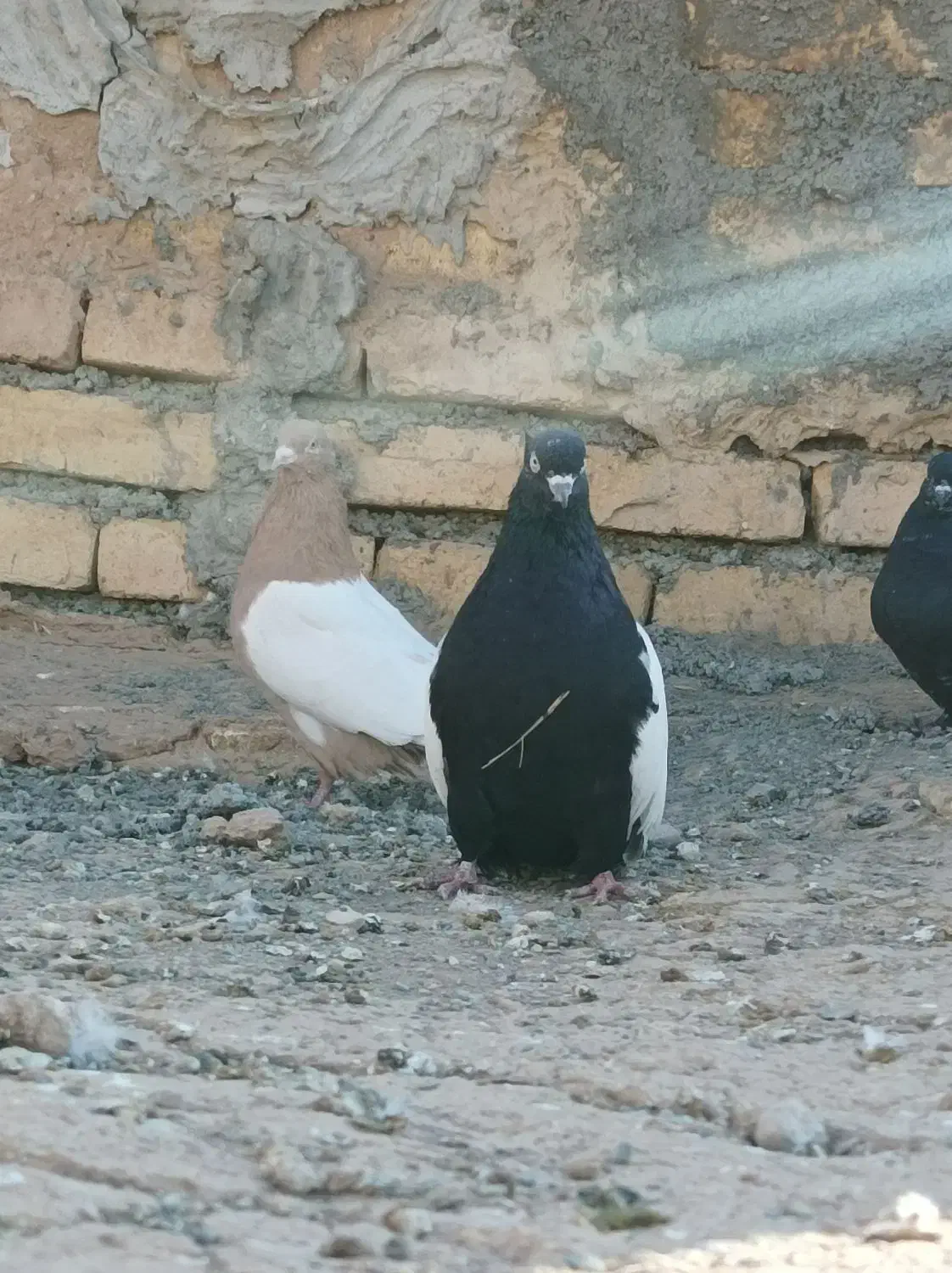 کبوتر|پرنده|فرمهین, |دیوار