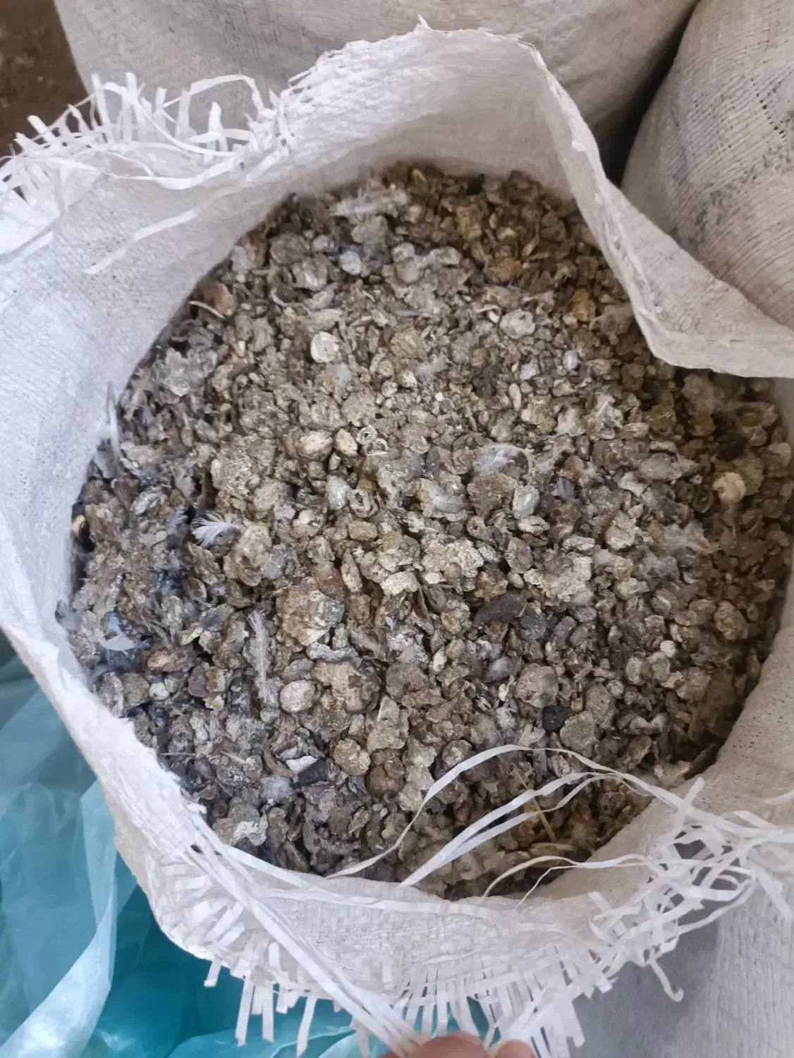 کودکبوتر|حیوانات مزرعه|سیرجان, |دیوار