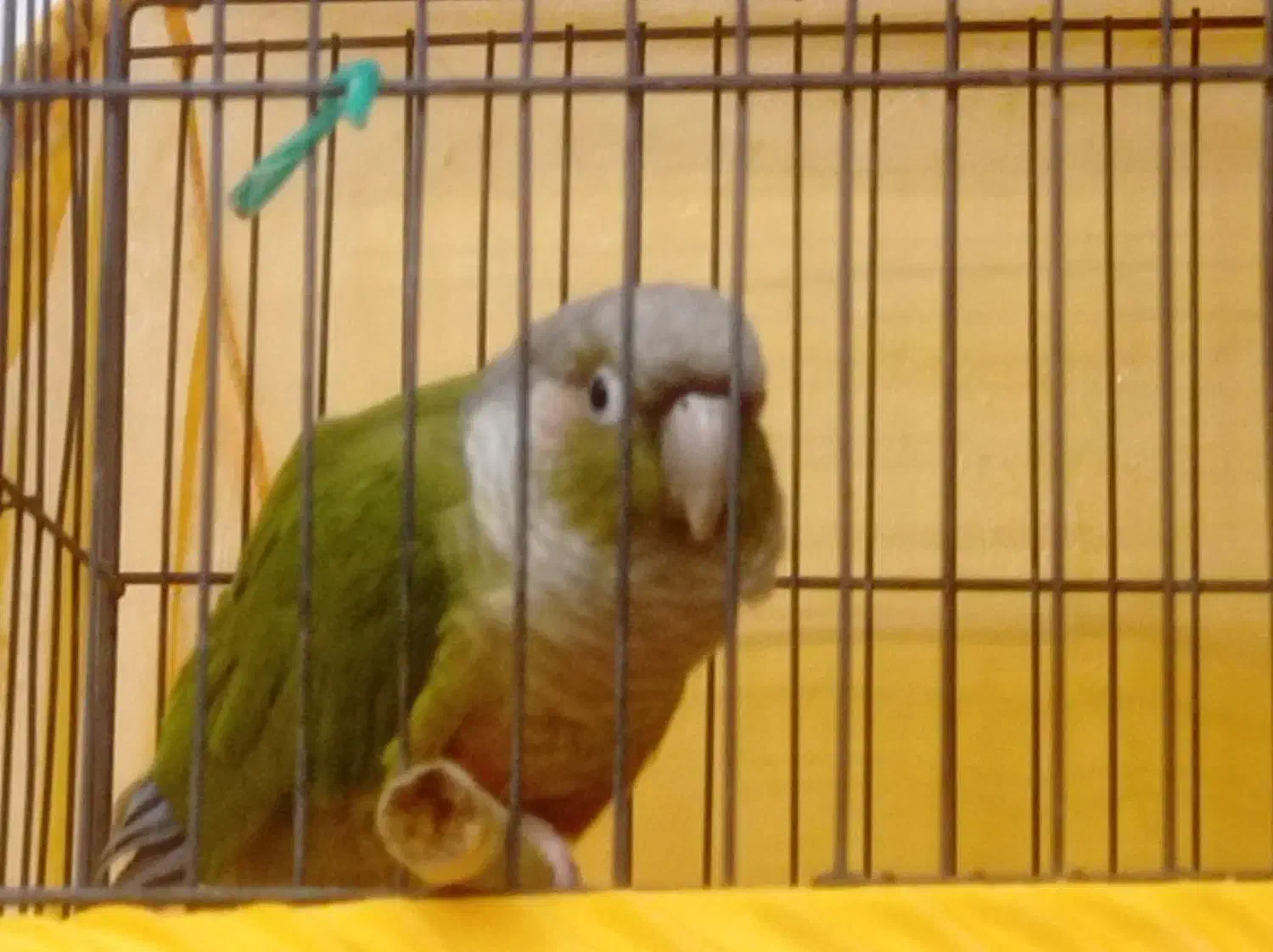 پرنده گرینچیک سخنگو|پرنده|اهواز, نادری|دیوار