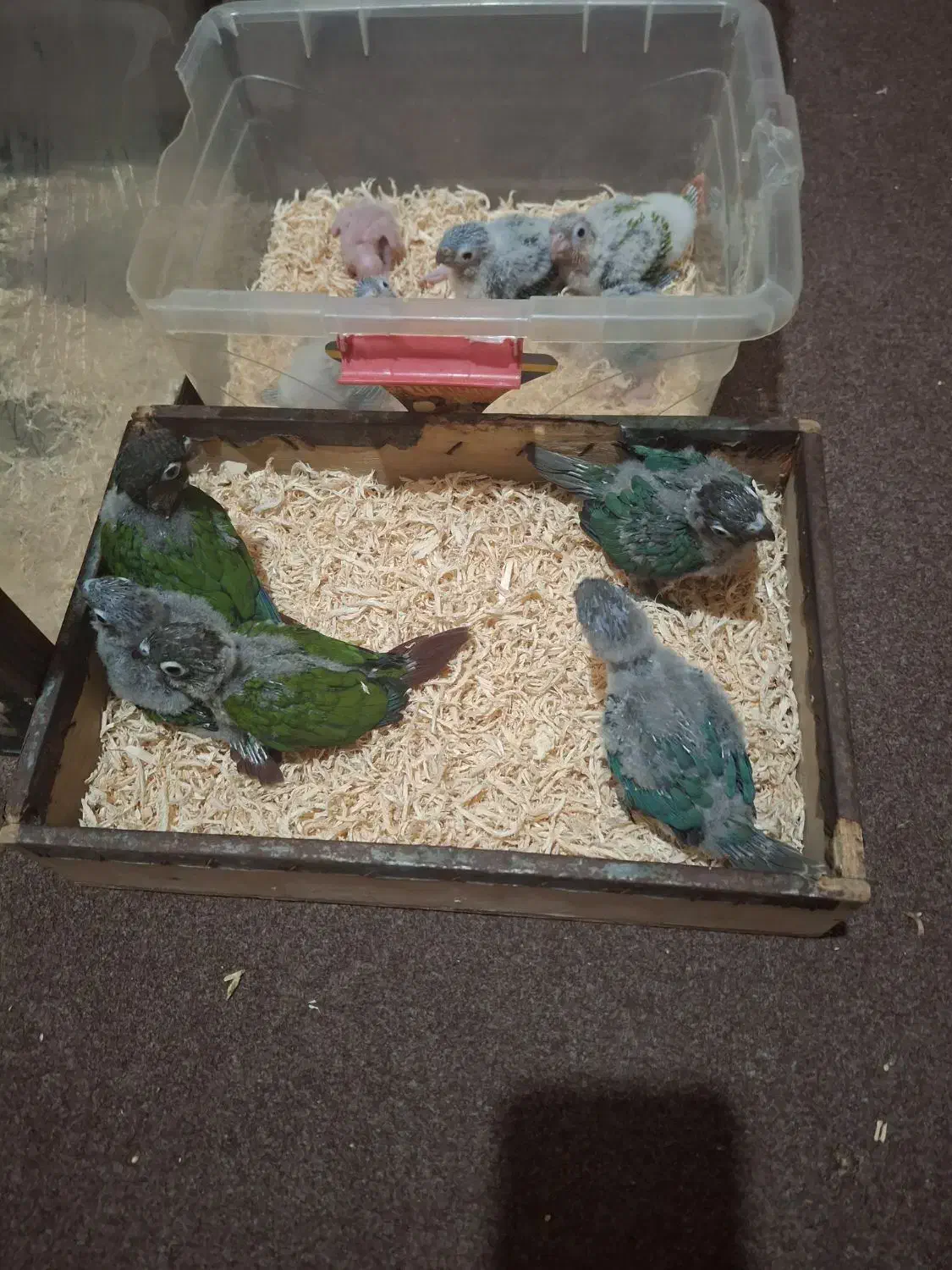 گیرینچیک سرلاکی|پرنده|رشت, لاکان|دیوار