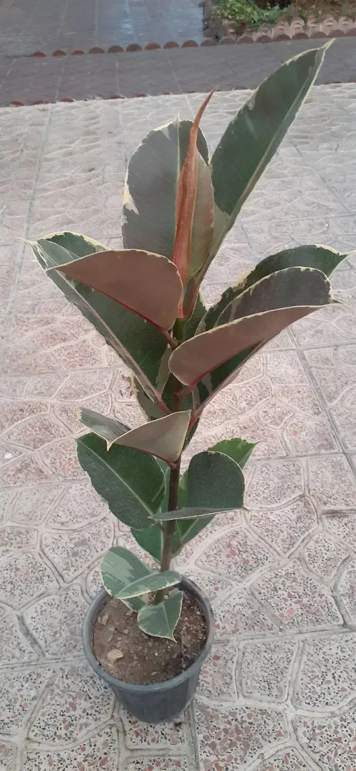 فیکوس بلک بزرگ|گل و گیاه طبیعی|فردیس, شهرک ارم|دیوار