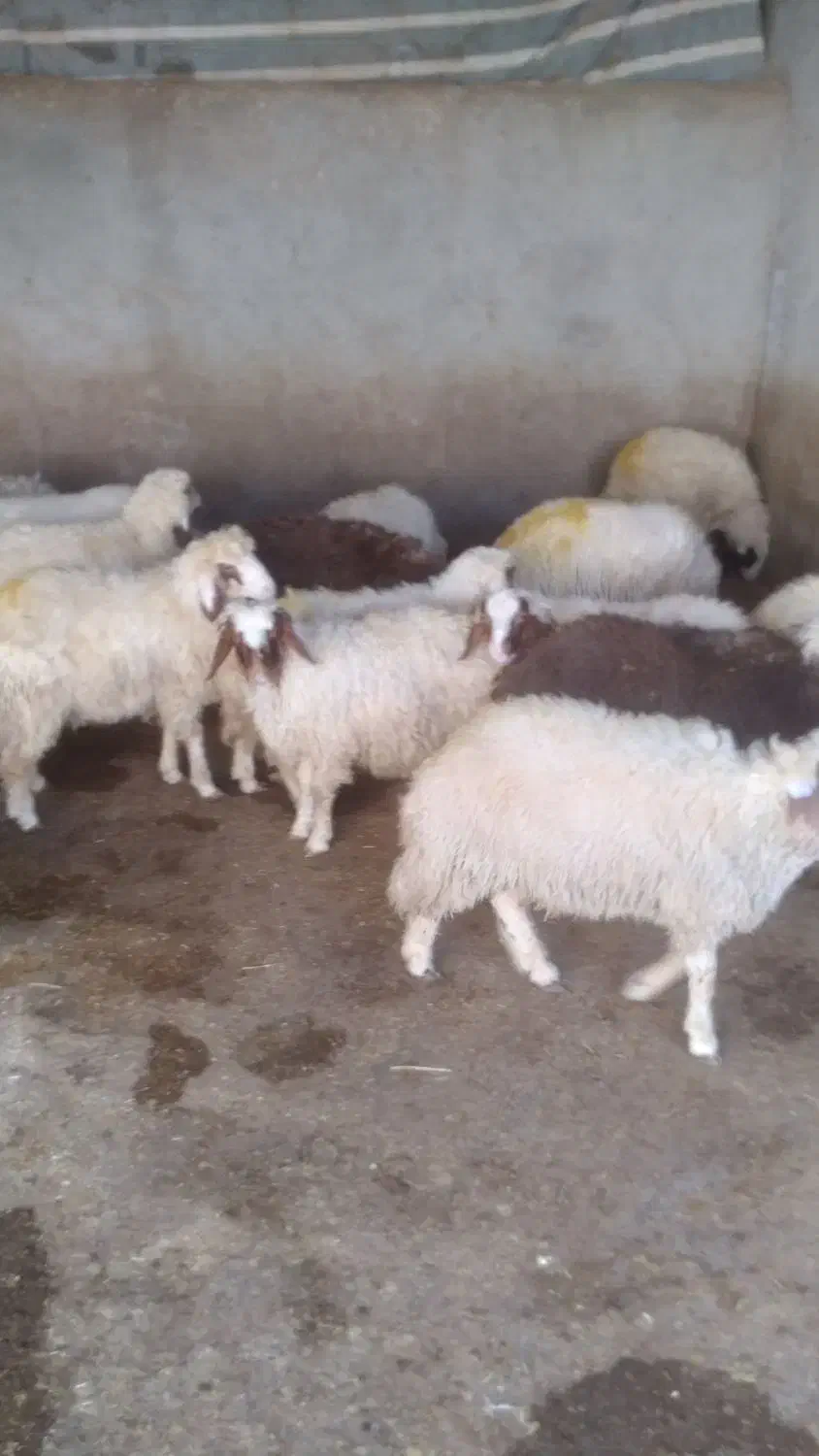 قیمت جفتی ۲۶ تومان|حیوانات مزرعه|اسلامآباد غرب, |دیوار