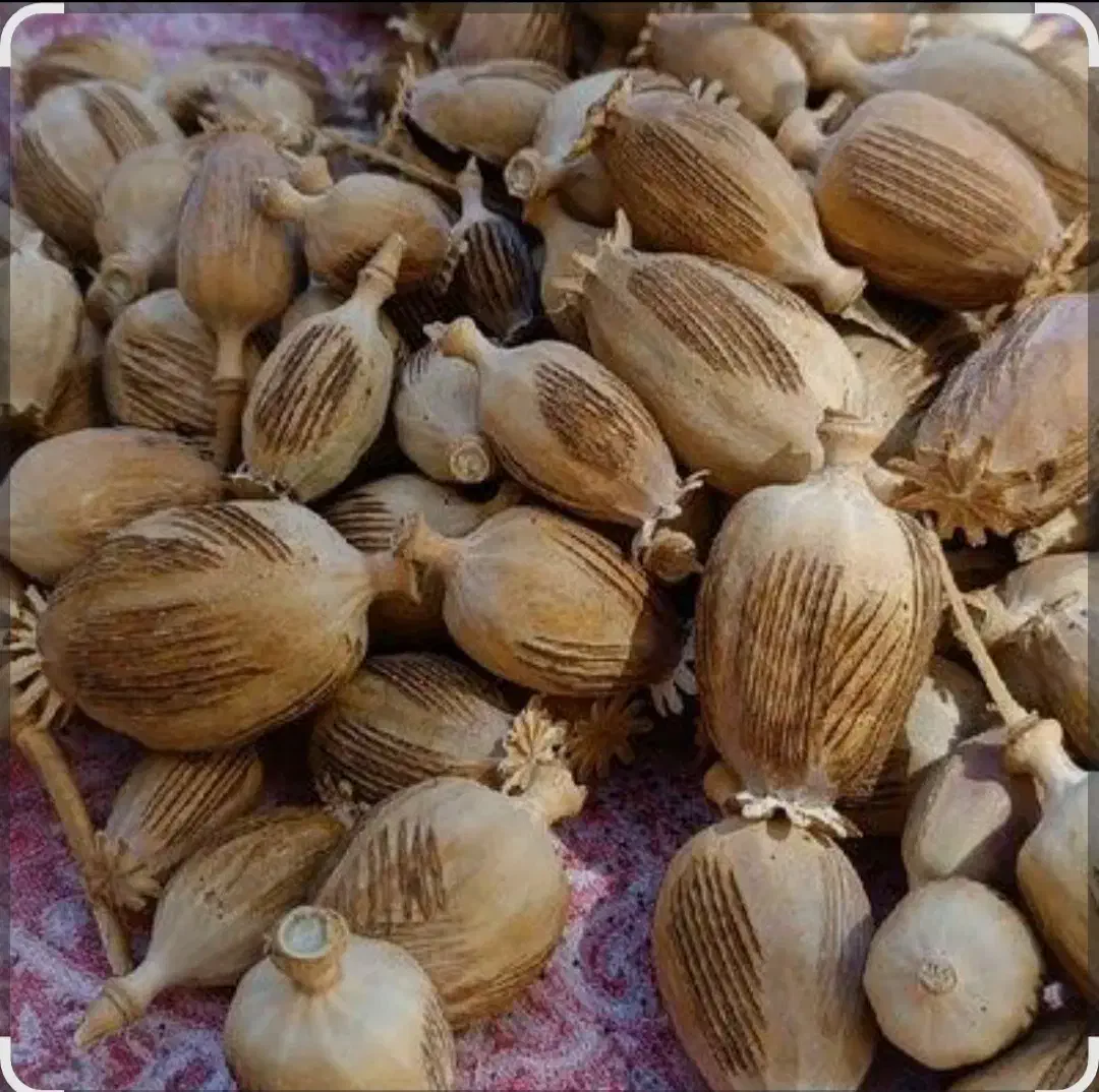 دانه خوراکی خشخاش|خوردنی و آشامیدنی|صدرا-فارس, فاز ۱|دیوار