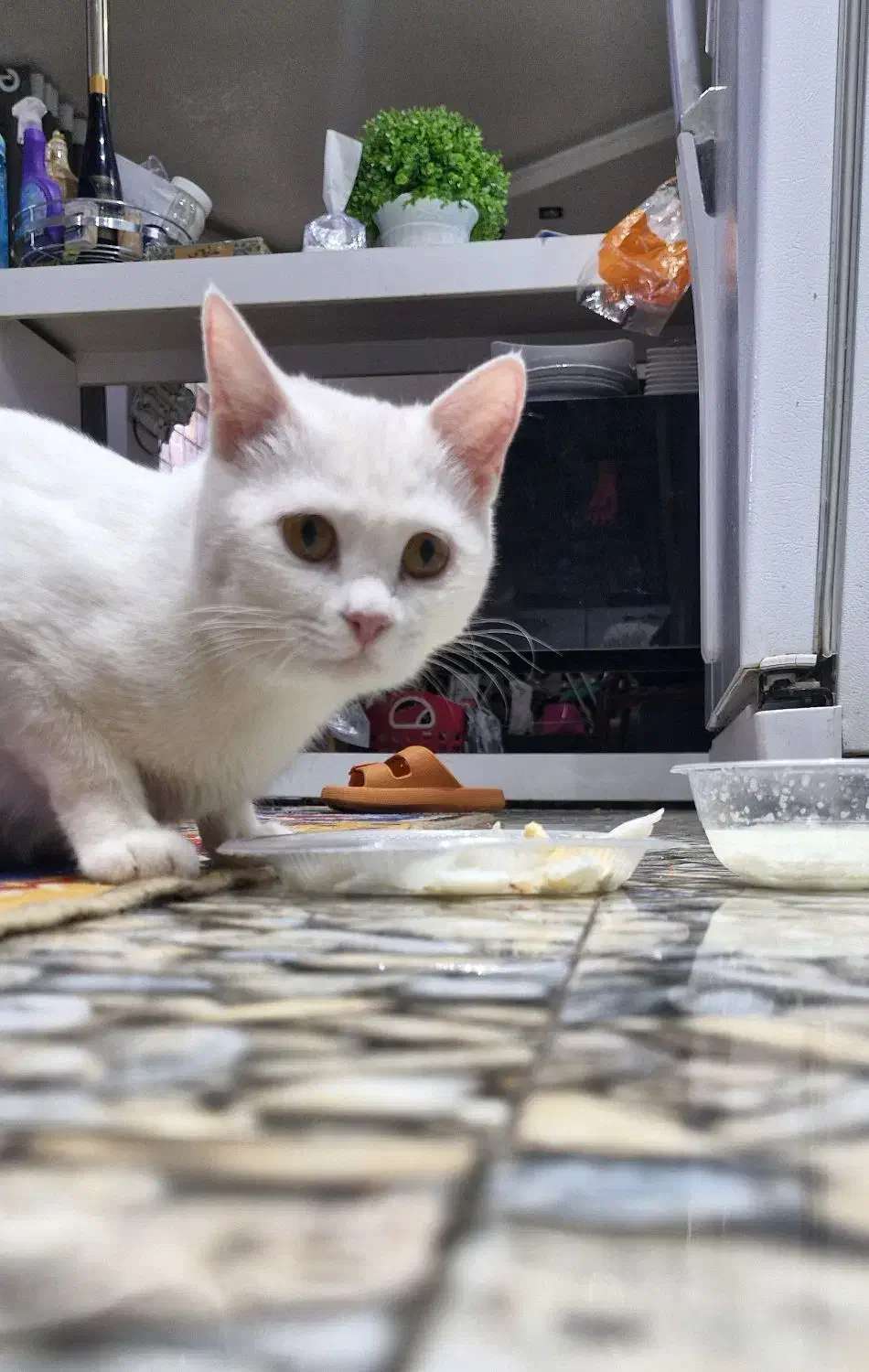 گربه واگذاری|گربه|برازجان, |دیوار