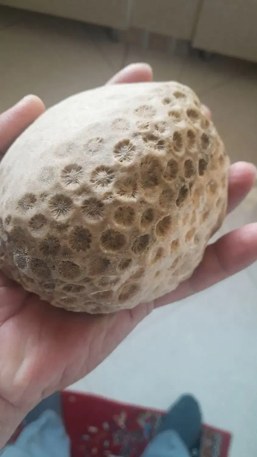 فسیل جانوری|کلکسیون و سرگرمی|نقده, |دیوار