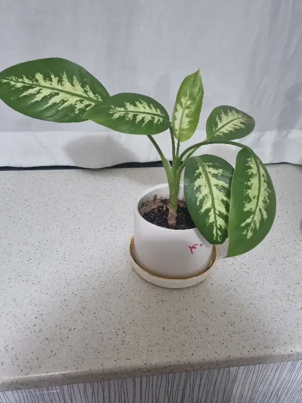 دیفن باخیا|گل و گیاه طبیعی|قدس, شهر‌قدس|دیوار