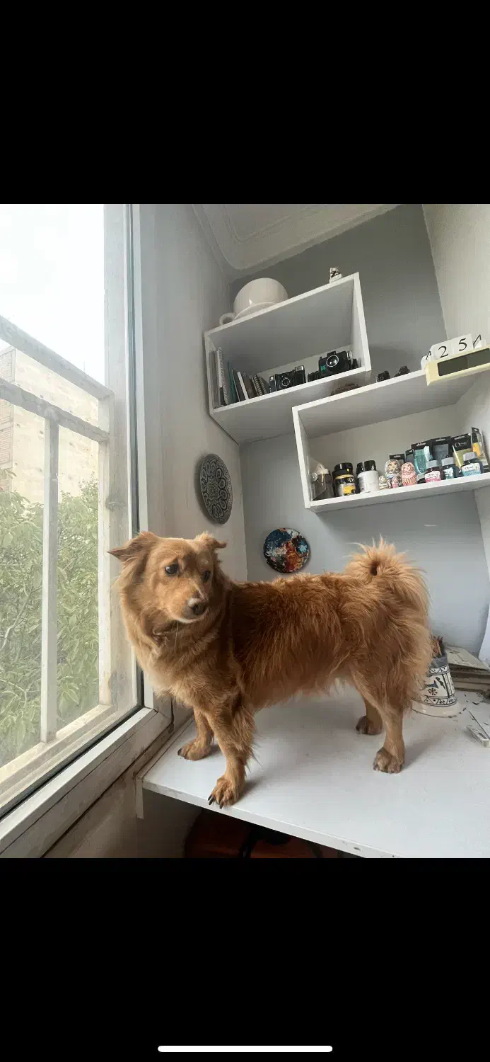 سگ نژاد اشپیتز|حیوانات|کاشان, فاز ۱ ناجی آباد|دیوار