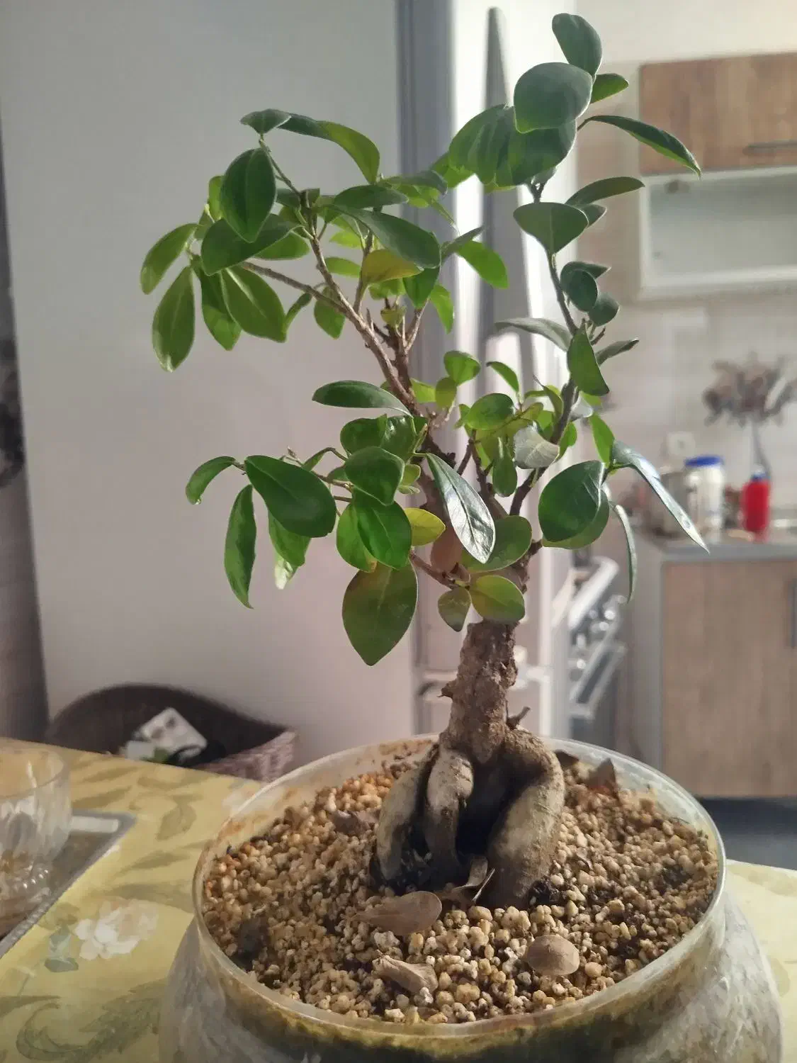 گل جنسینگ|گل و گیاه طبیعی|قم, سید معصوم|دیوار