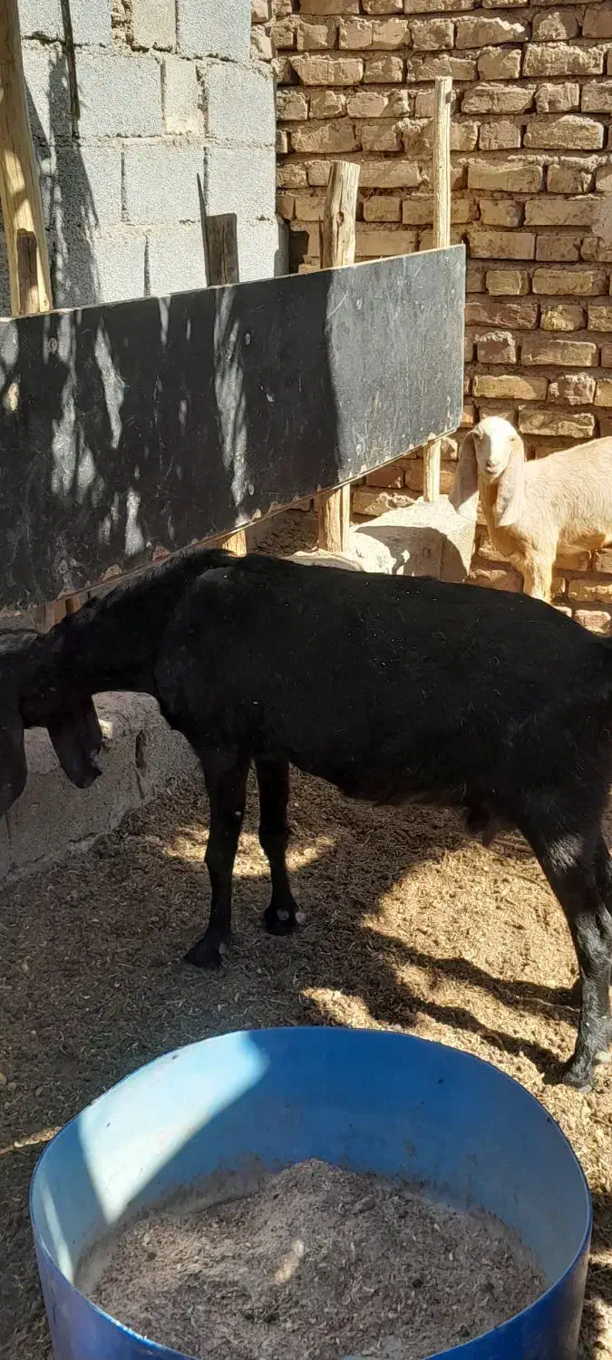 بزبادوتاکهره|حیوانات مزرعه|کرمان, |دیوار