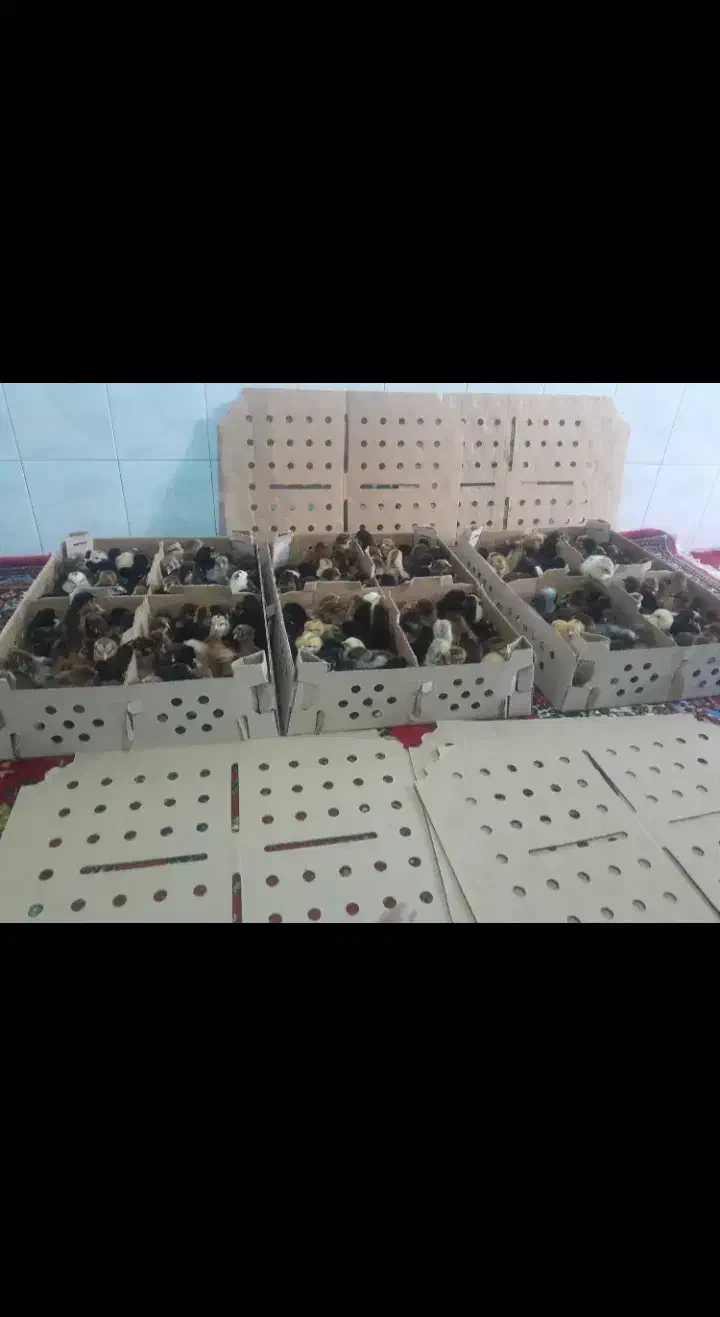 جوجه رنگی گلپایگان بوقلمون اوردک|حیوانات مزرعه|چابهار, |دیوار