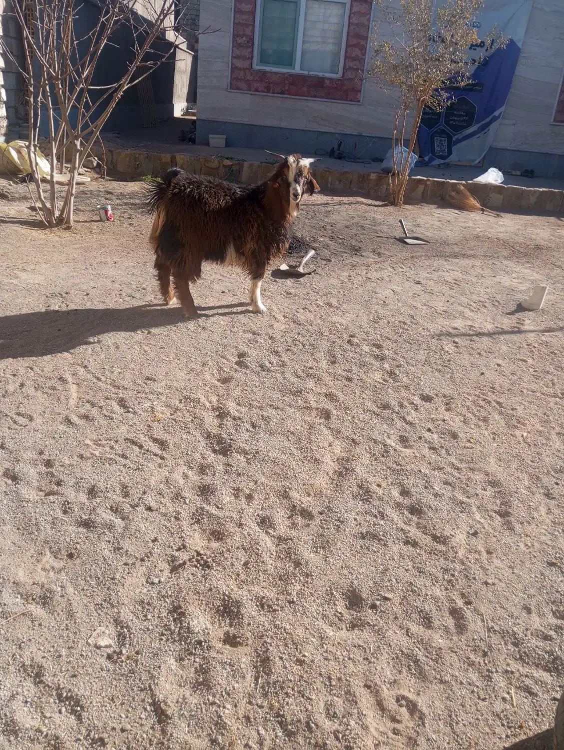 بره و بزغاله نر سربیشه|حیوانات مزرعه|بیرجند, |دیوار