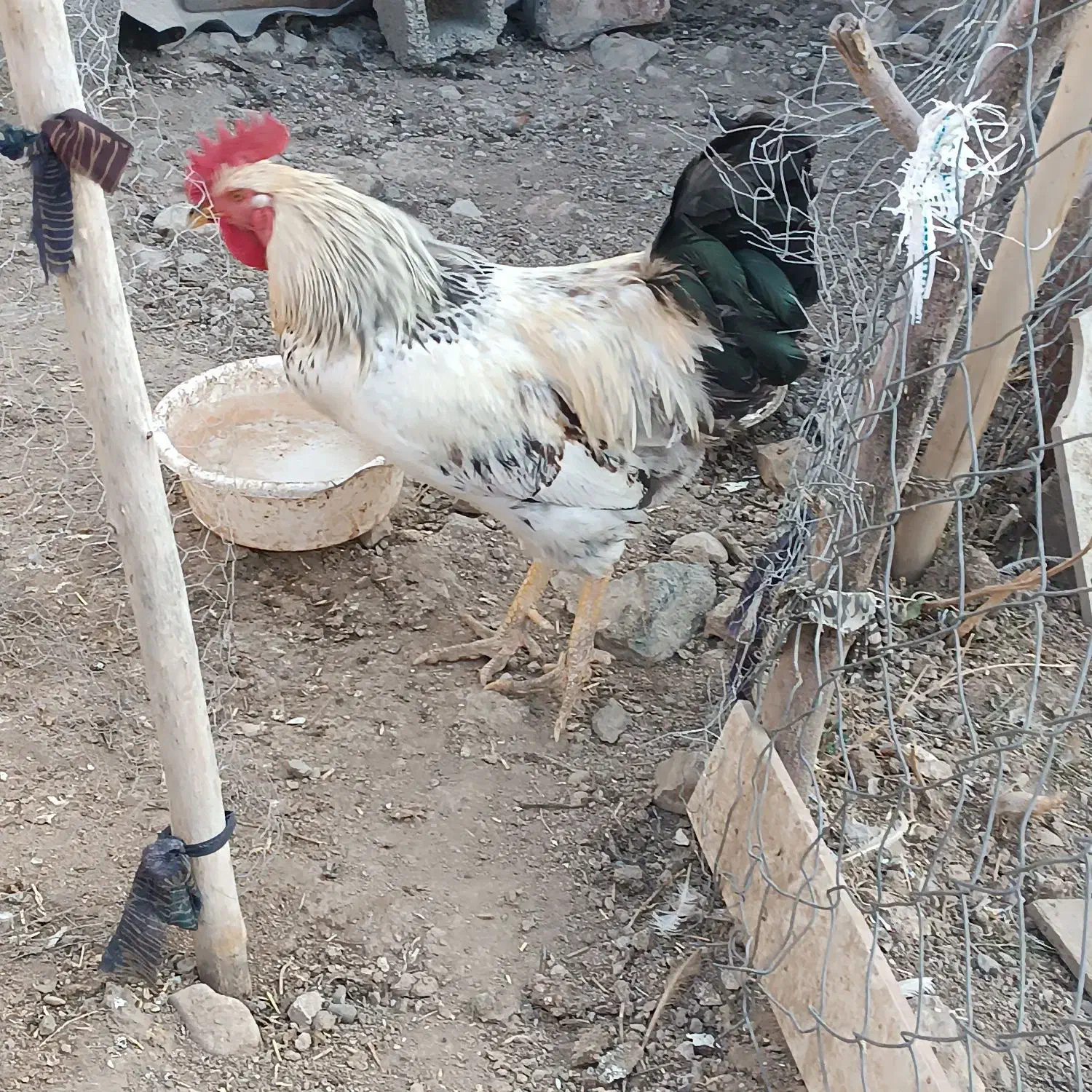 خروس محلی|حیوانات مزرعه|اشنویه, |دیوار