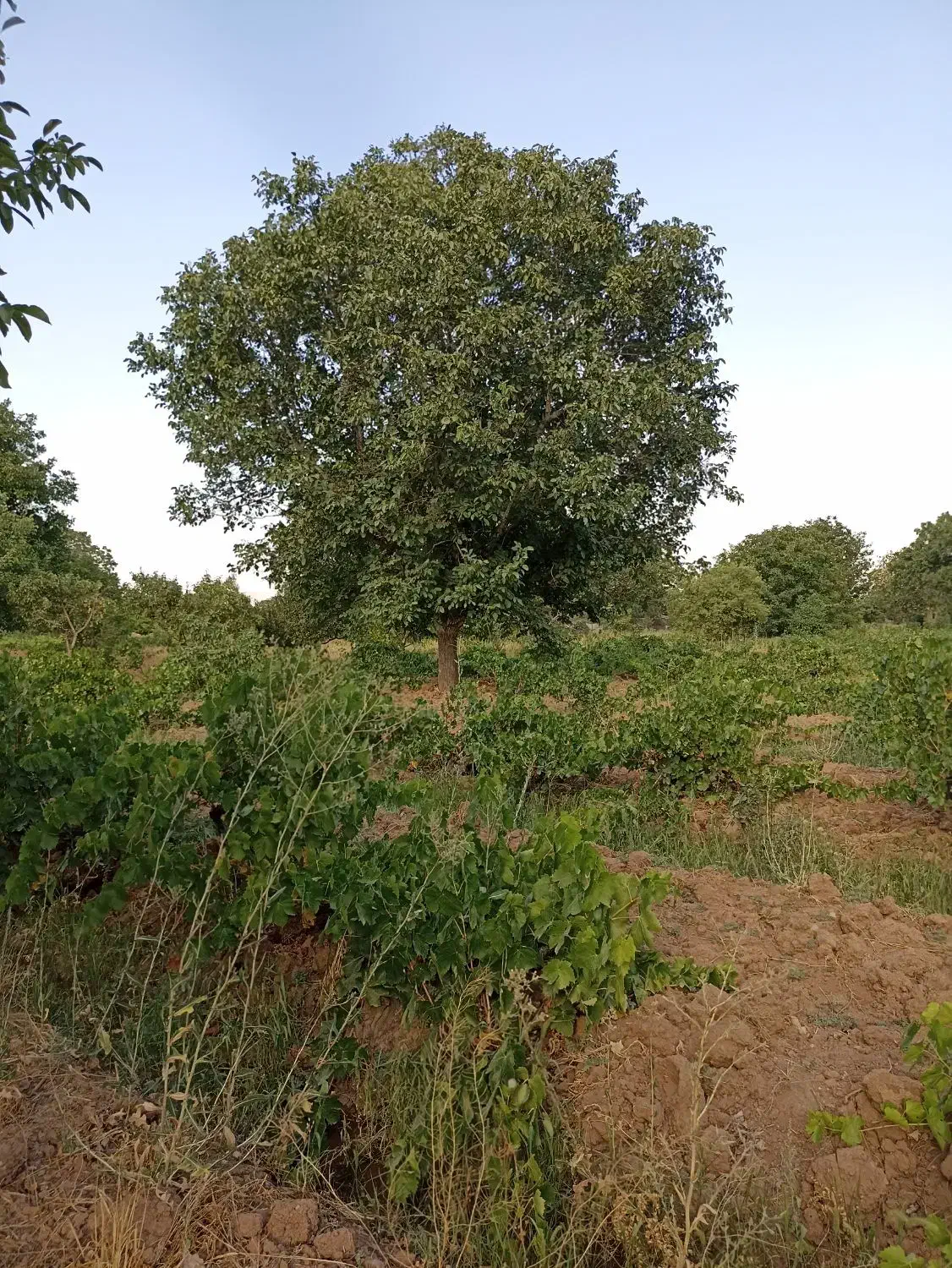 باغ میوه و انگور|فروش زمین و ملک کلنگی|خرمدره, |دیوار