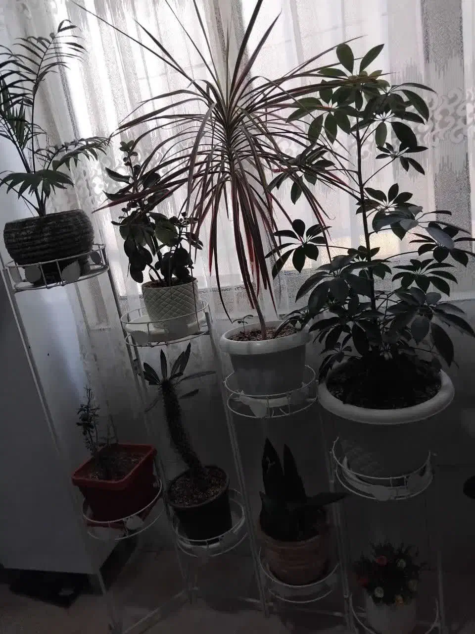 شلف گل|کتابخانه، شلف، قفسه‌های دیواری|پاکدشت, پاکدشت (مامازند)|دیوار