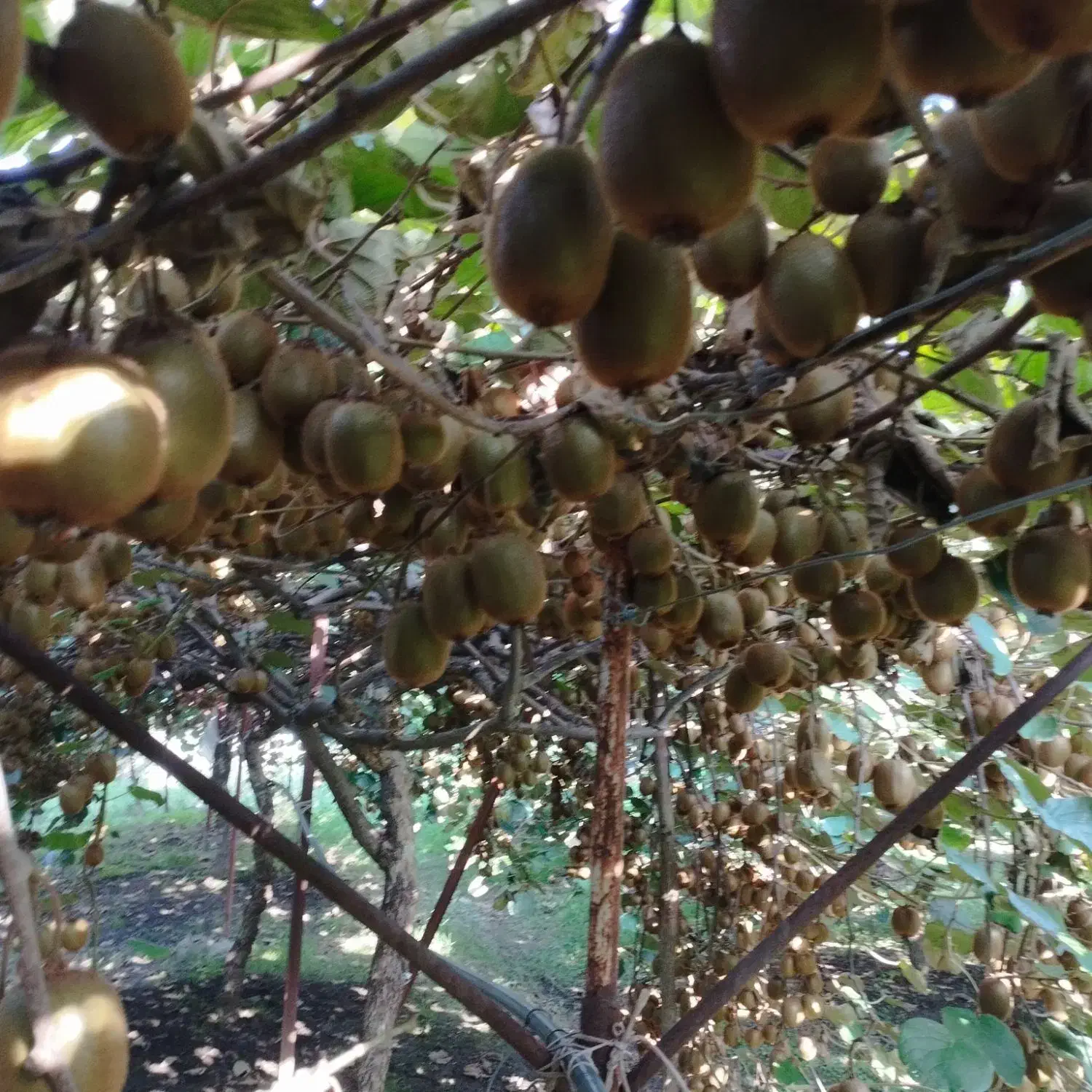 5000متر باغ کیوی پر حاصل درلیسار تالش|فروش زمین و ملک کلنگی|لیسار, |دیوار