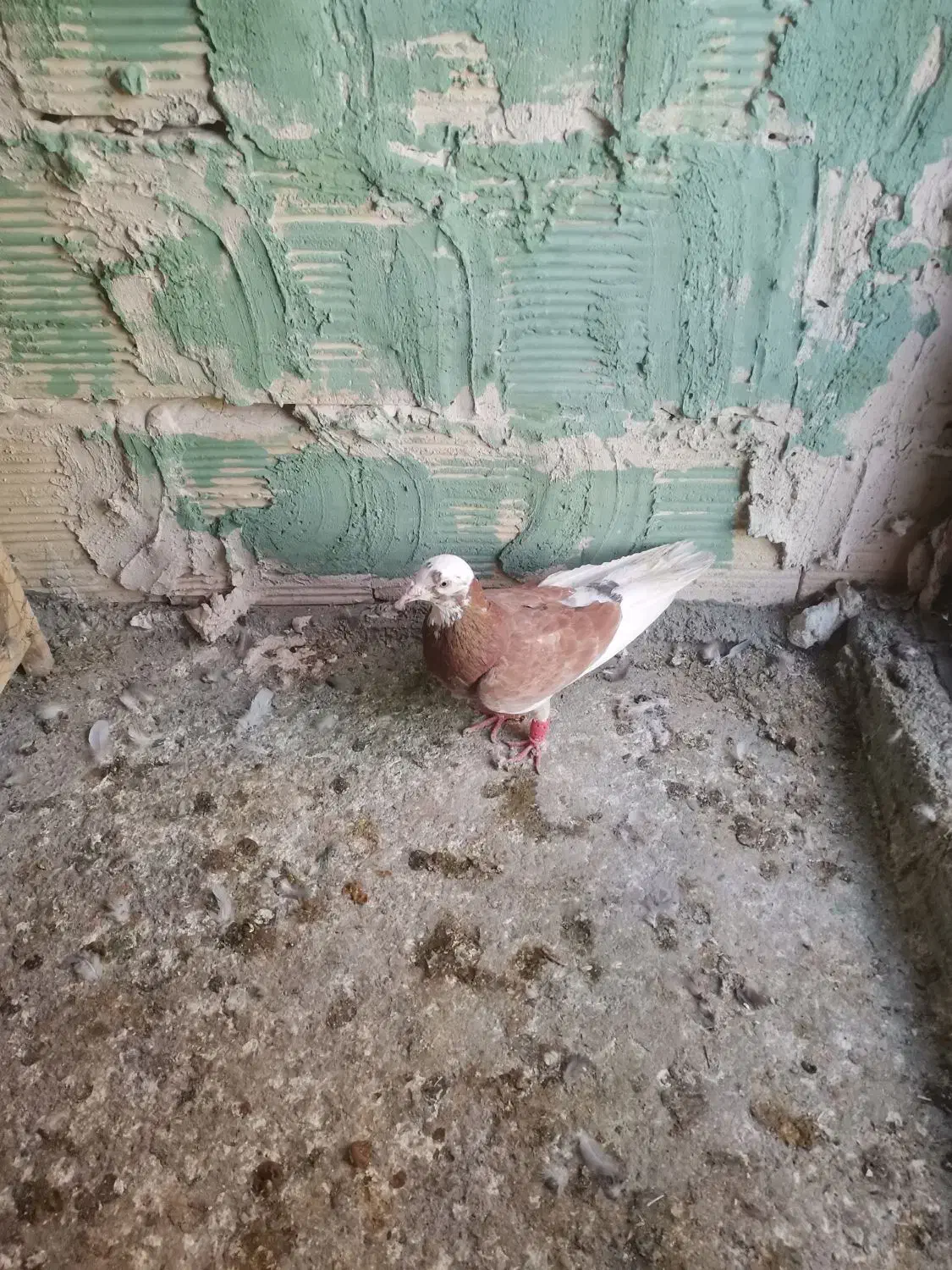 تعدادی کبوتر یا کفتر|پرنده|مشهد, شهید قربانی|دیوار