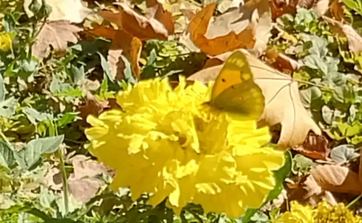 جشنواره گلهای داوودی|گردهمایی و همایش|اندیشه, اندیشه فاز ۱|دیوار