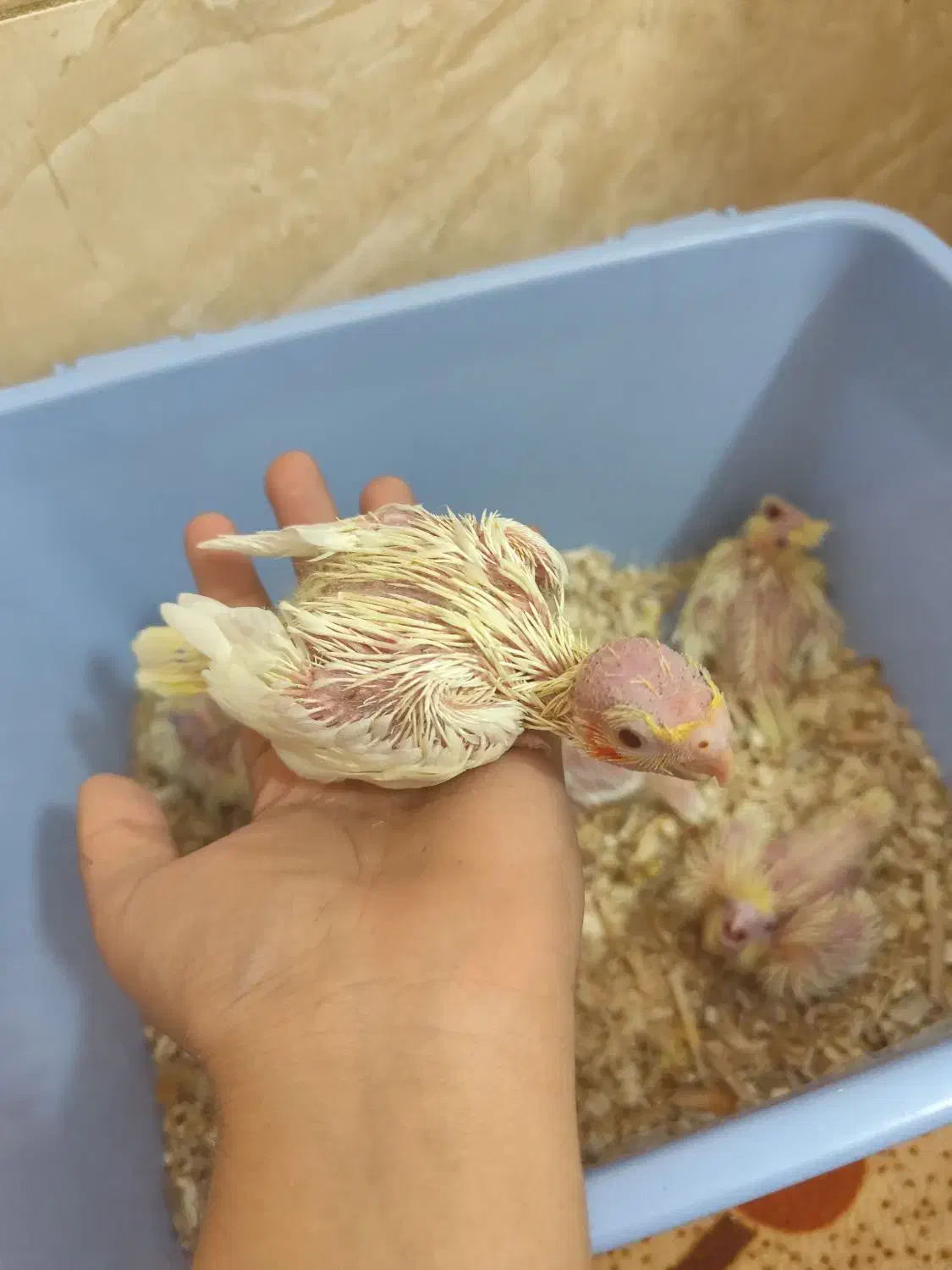 جوجه عروس هلندی|پرنده|شیراز, کوشک میدان|دیوار