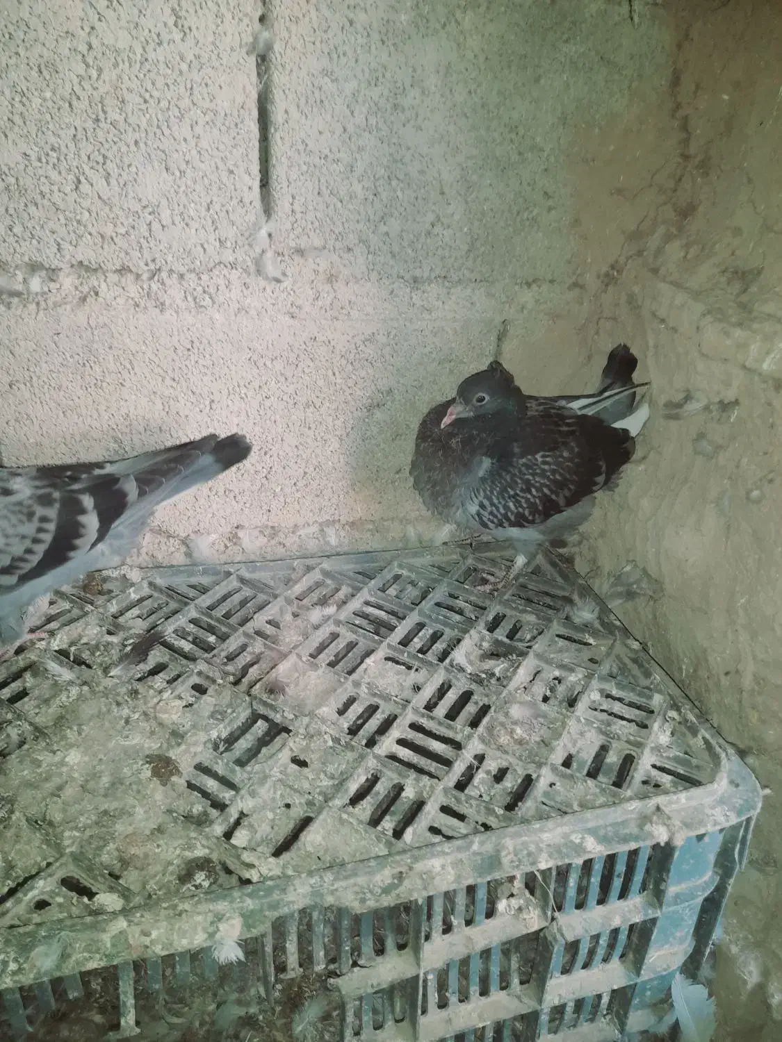 معاوضه یا فروشی|پرنده|فراغی, |دیوار