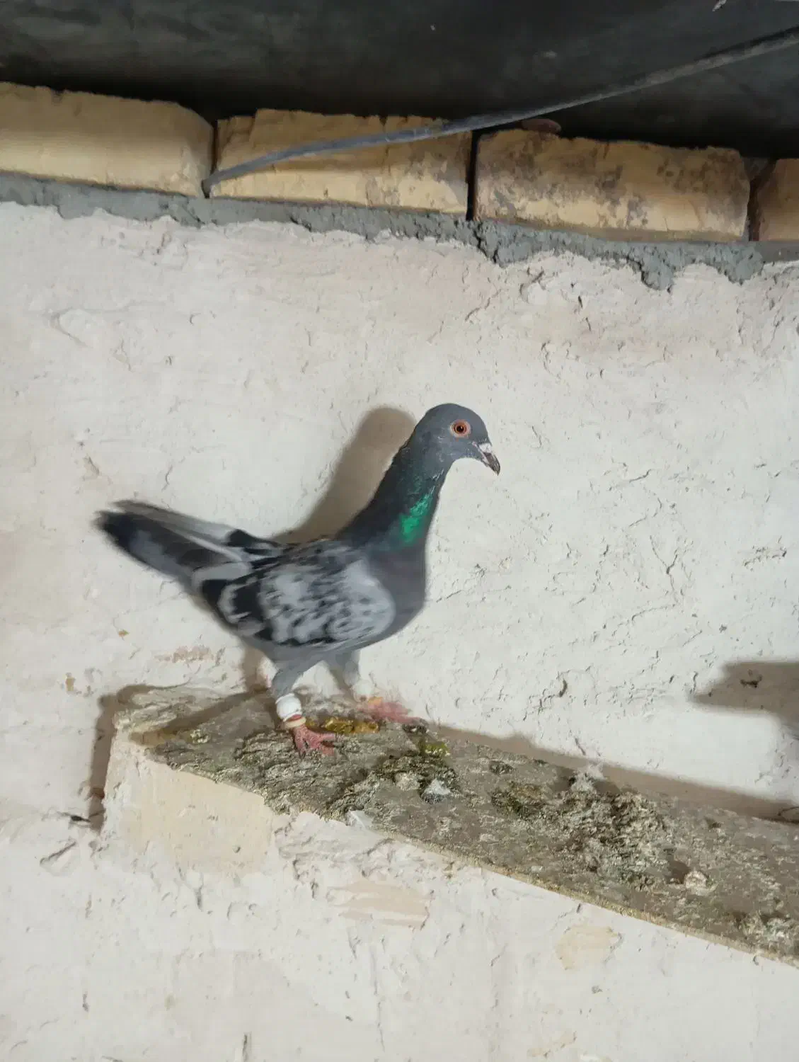 کبوتر پرنده|پرنده|اسفرورین, |دیوار