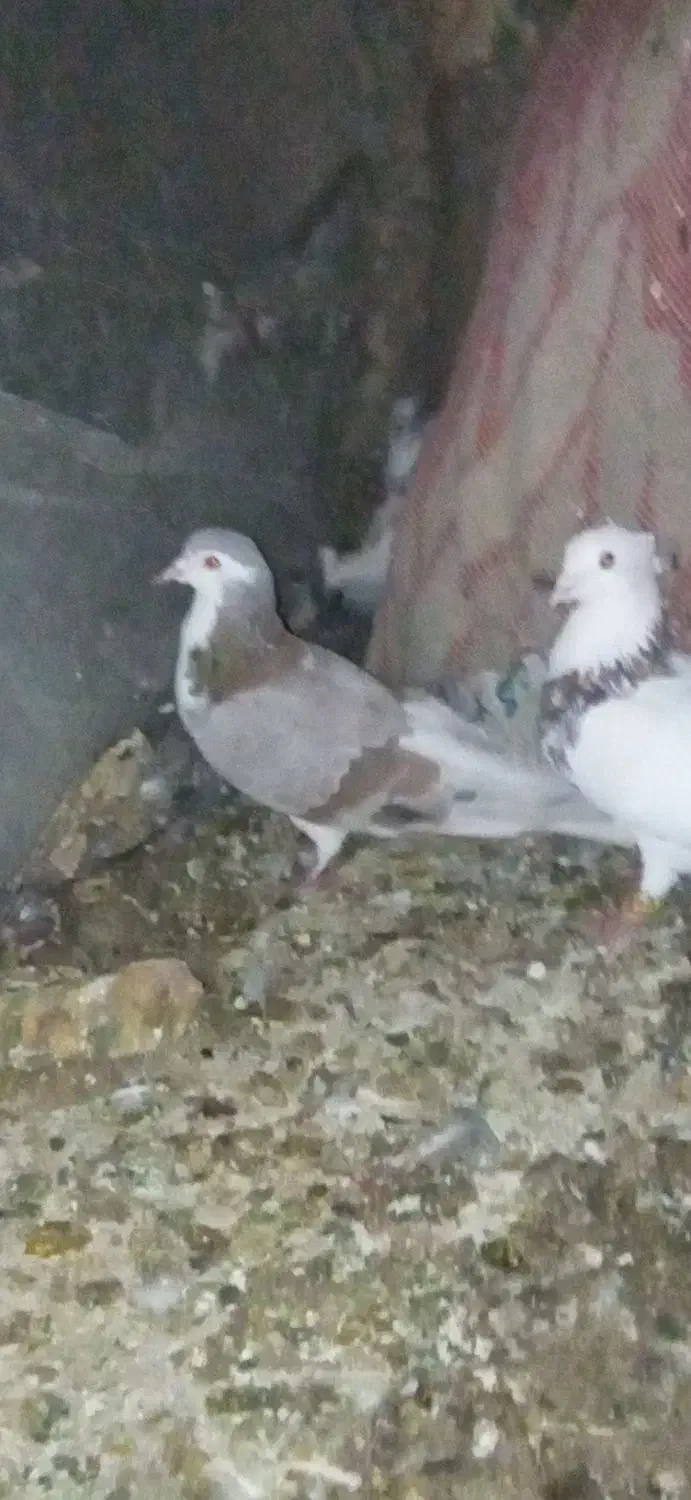 کبوتر پرشی|پرنده|بردسکن, |دیوار